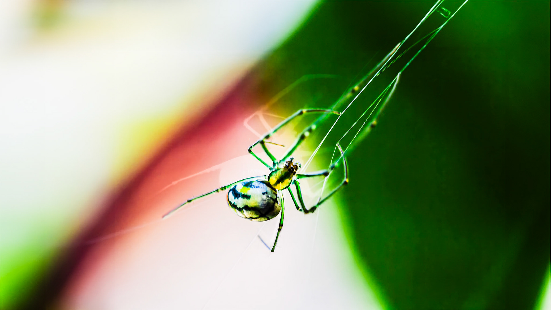 Orchard Spider Bellaire, TX