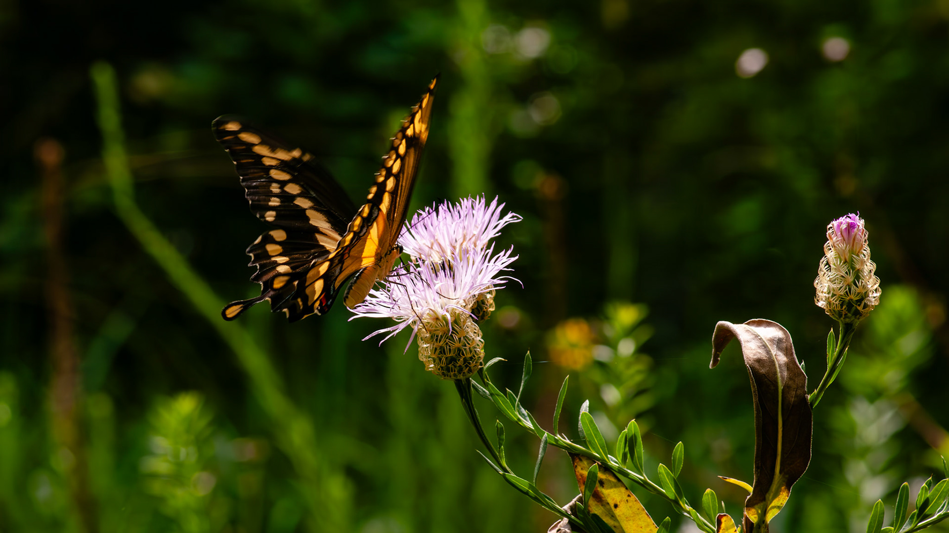 Papilio cresphontesPitman Park