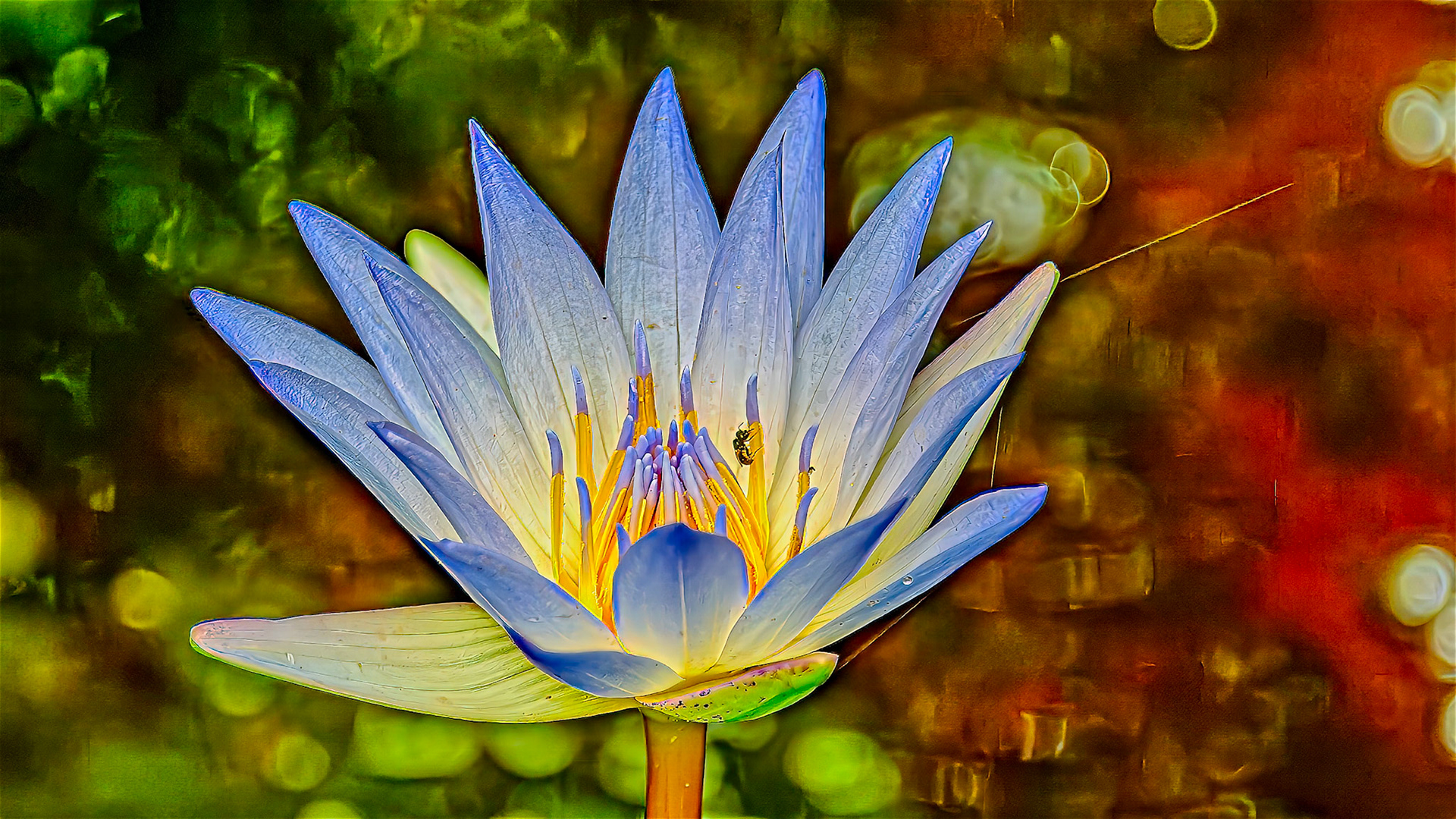 Location:  Lily Pond of Chris Collins &amp; Pam Lewis, Linden St., Bellaire.TX