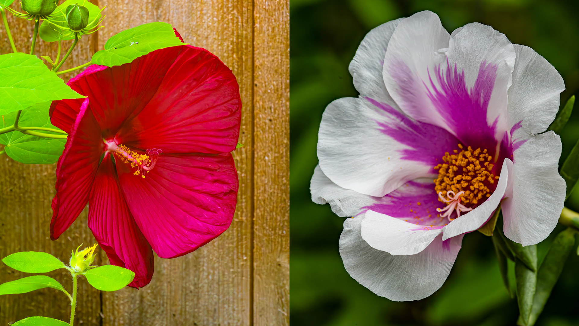 Location: Houston, TX — Malone St. Backyard