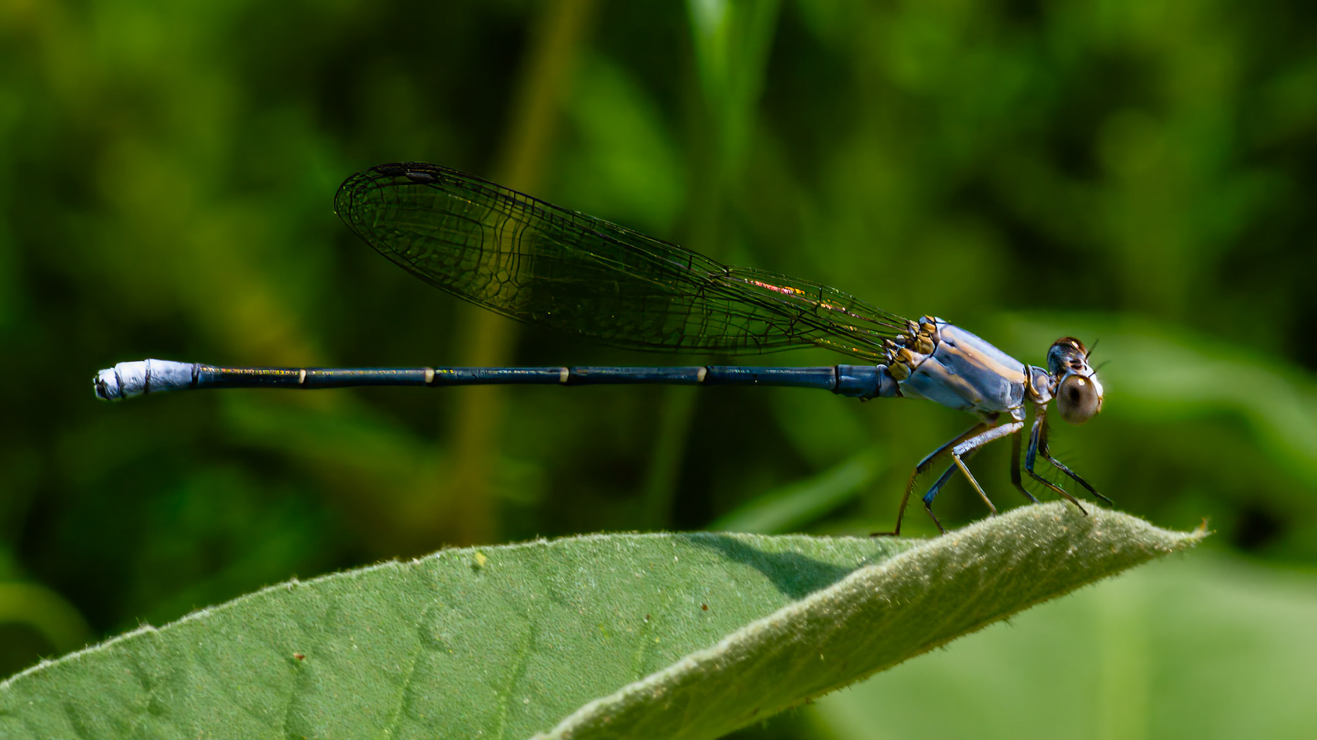 Location: Houston Arboretum, Houston, TX