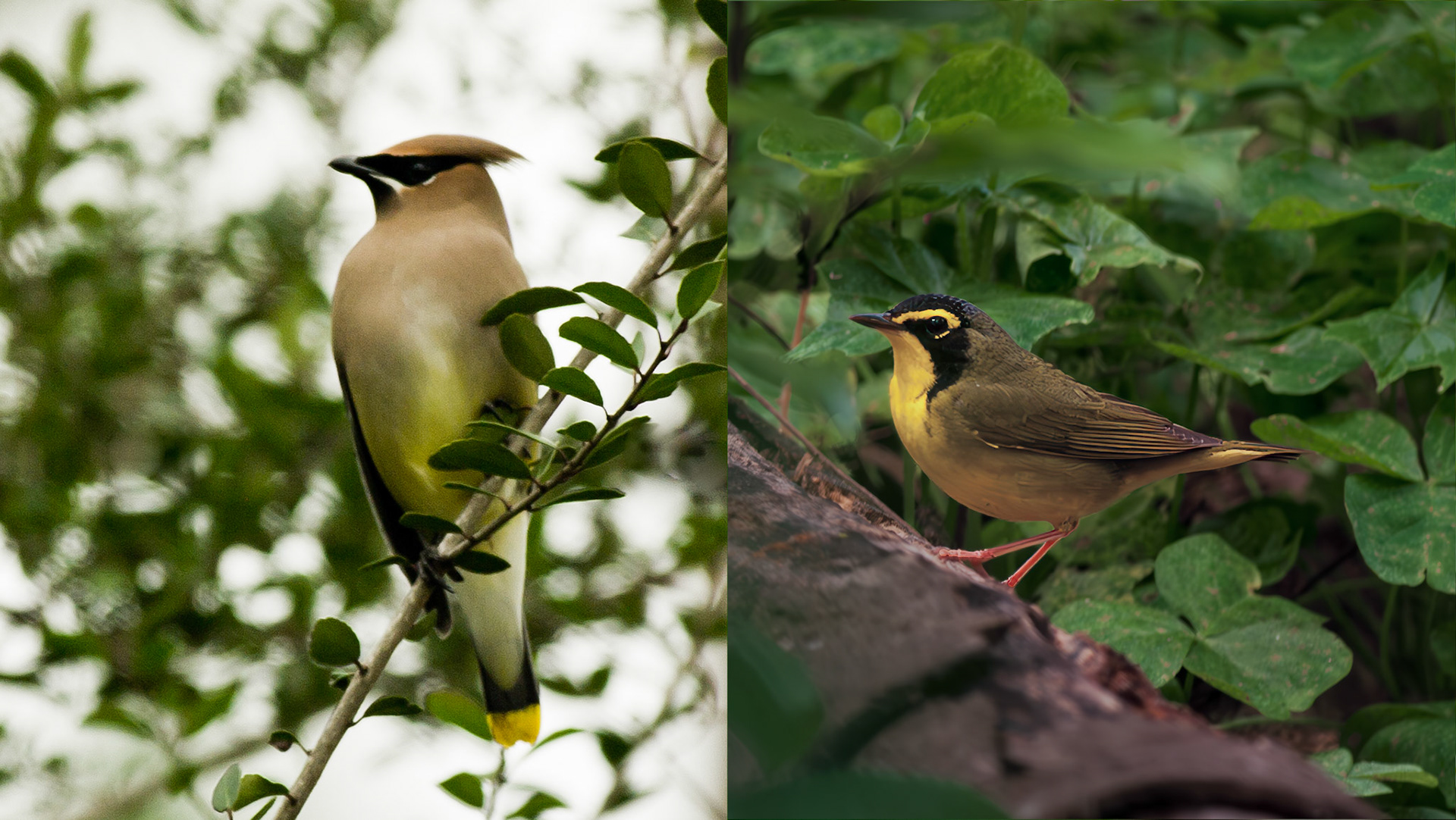 Russ Pitman Park, Bellaire, TX