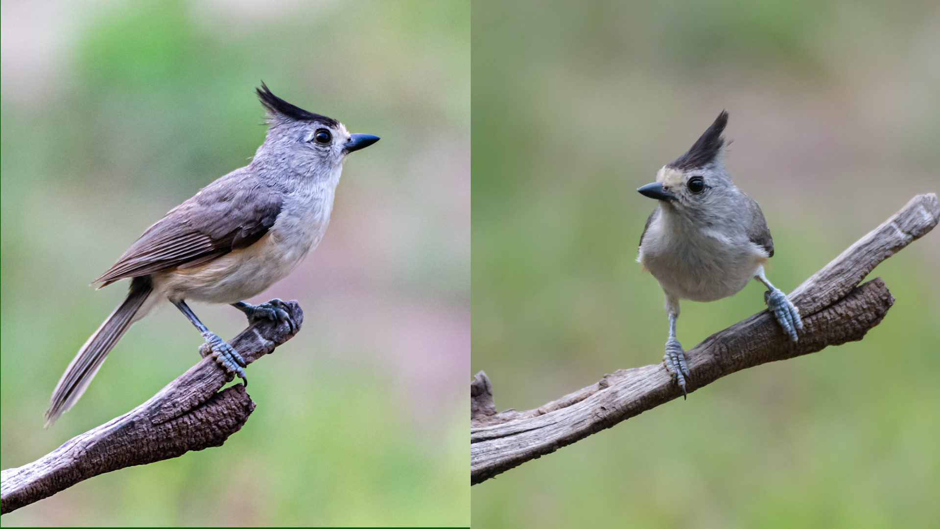 Location:: South Llano River S.P.