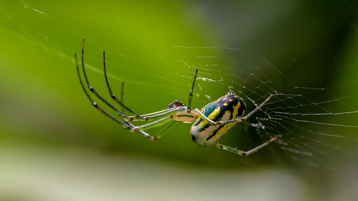 Orchard Spider  Location: Near Cascade Falls, Giles County Virginia