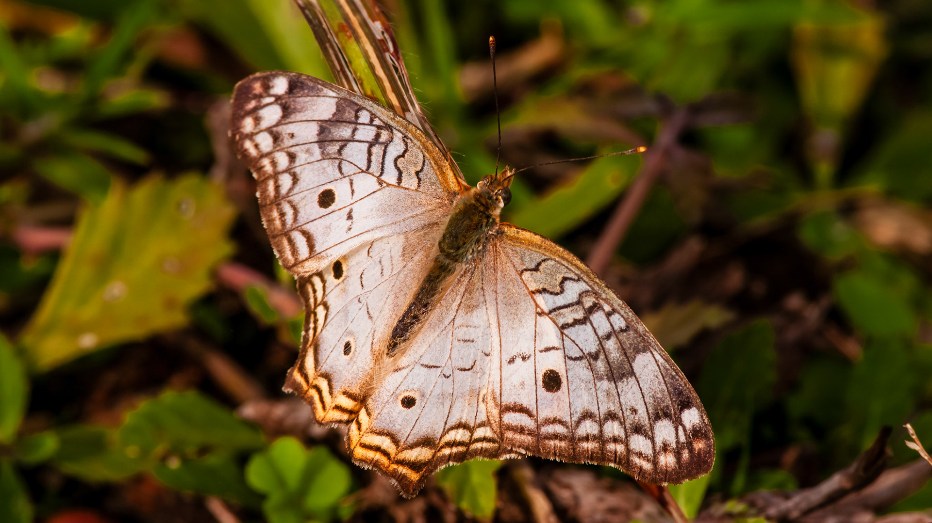 White Peacock Butterfly Found along side a small pond in Jackson County, TX Near Lake Texana