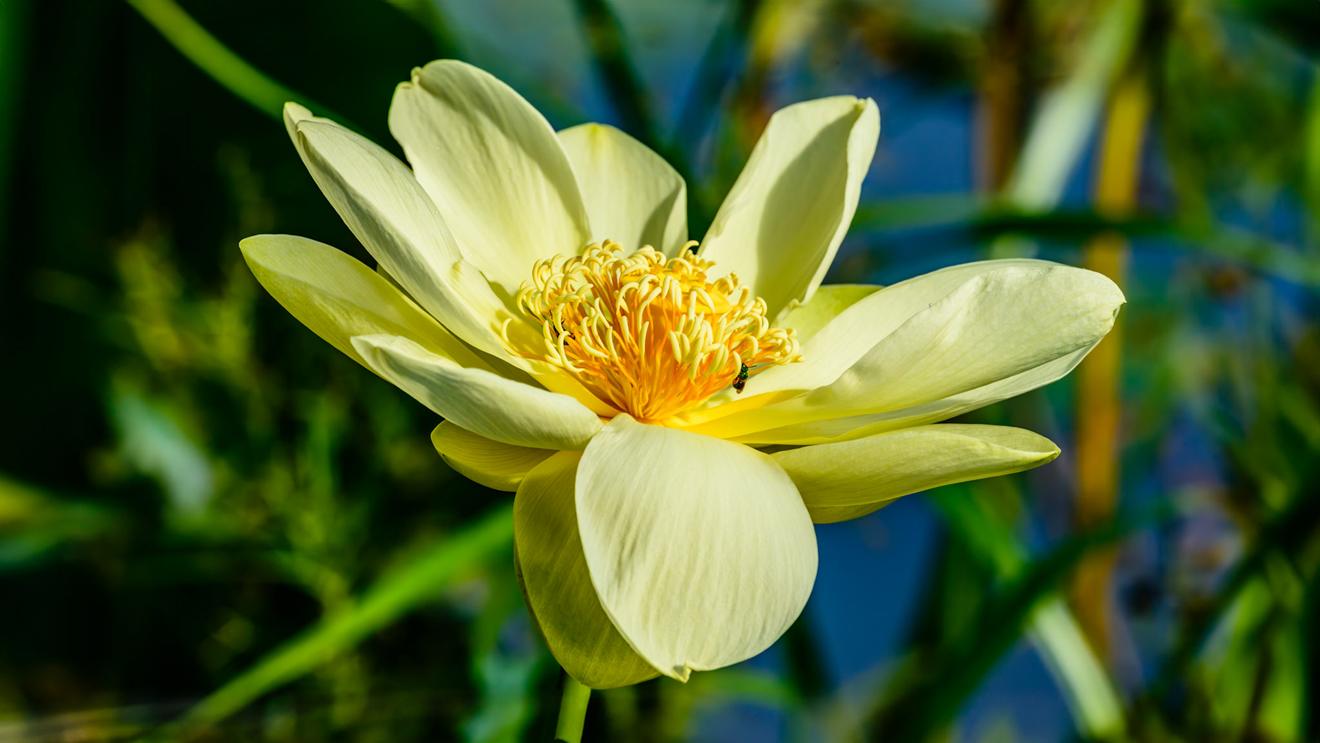 Location: Brazos Bend S.P TX