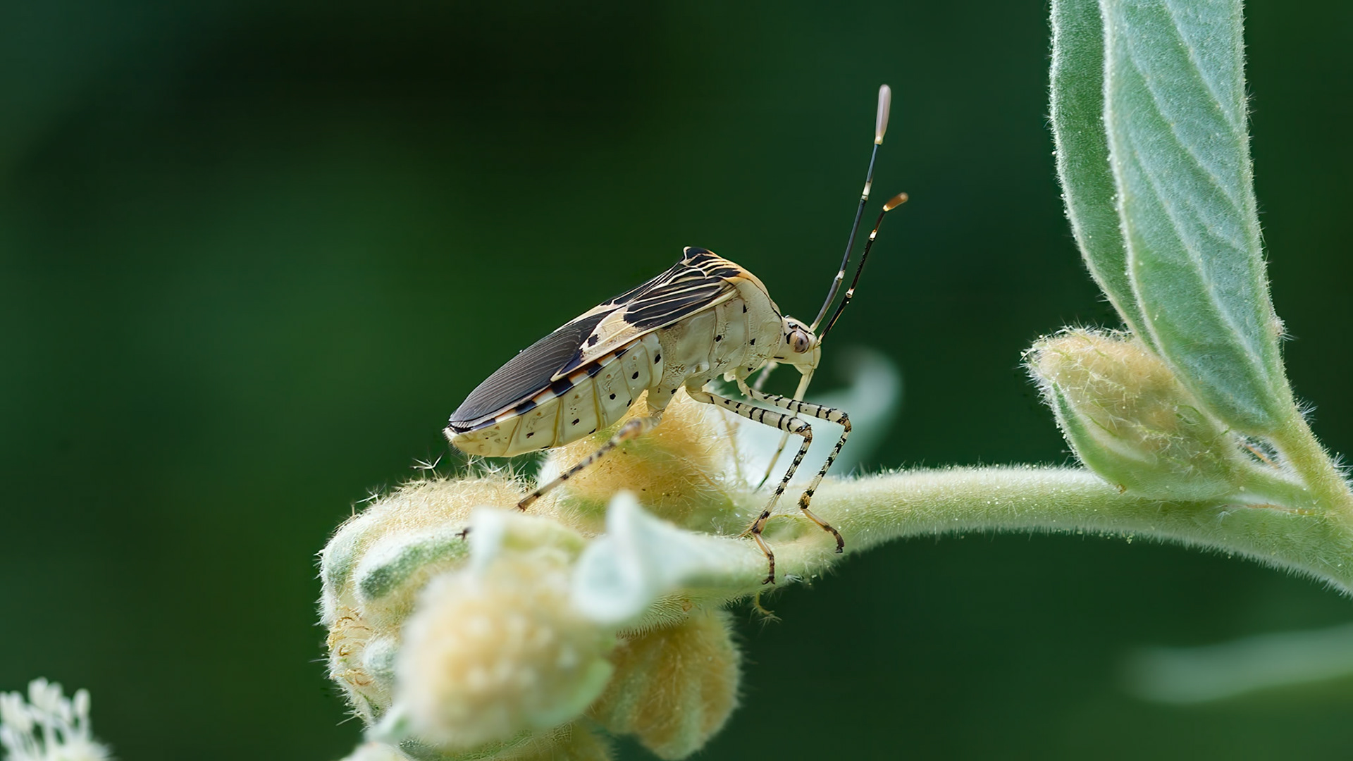 Location: Houston Arboretum, Memorial Park, Houston TX.