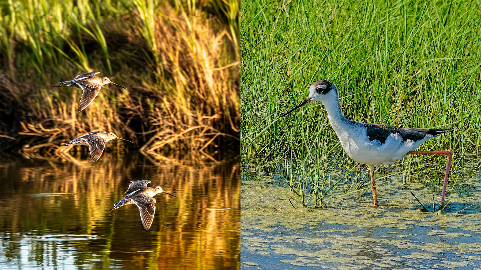 Location: Menefee Flats, Jackson Co. TX