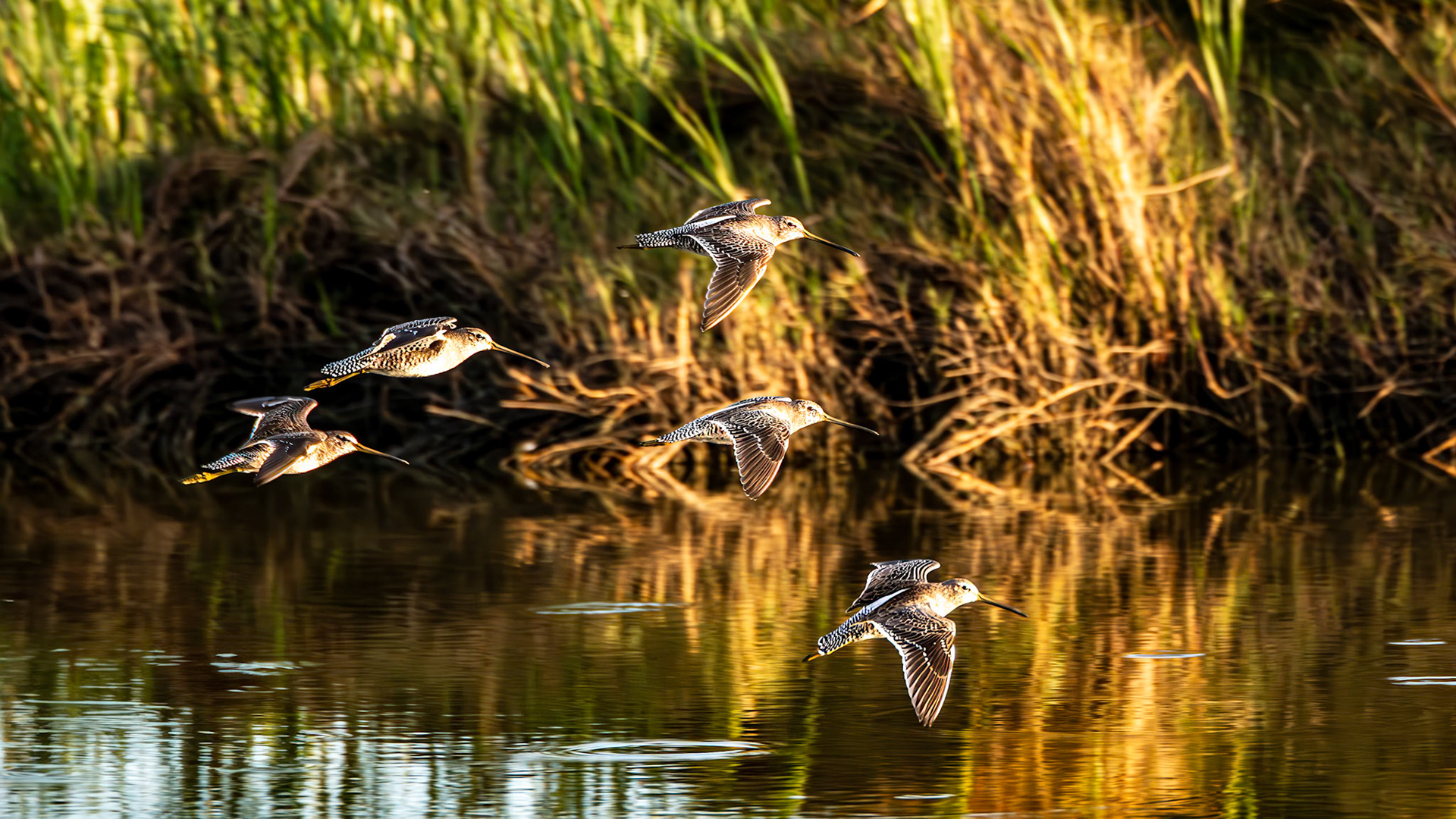Location: Menefee Flats, Jackson Co. TX