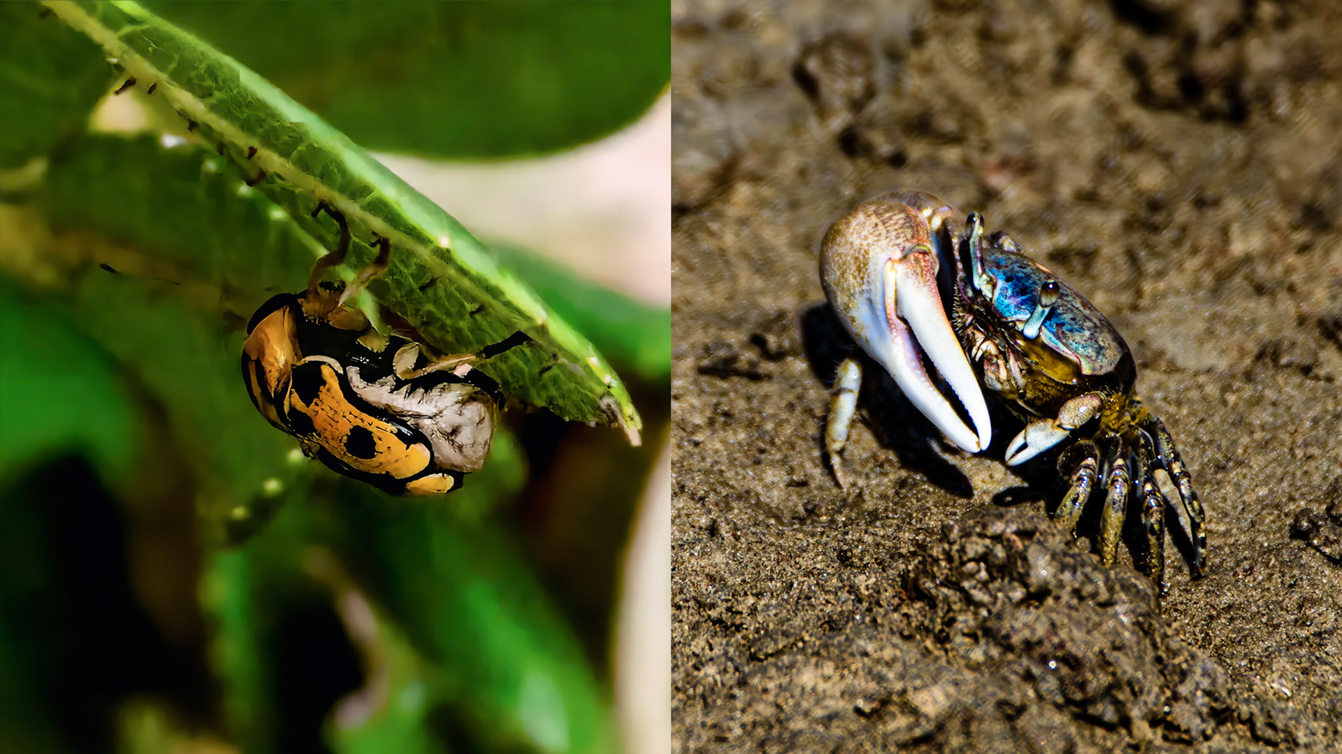 Location: Bolivar Flats