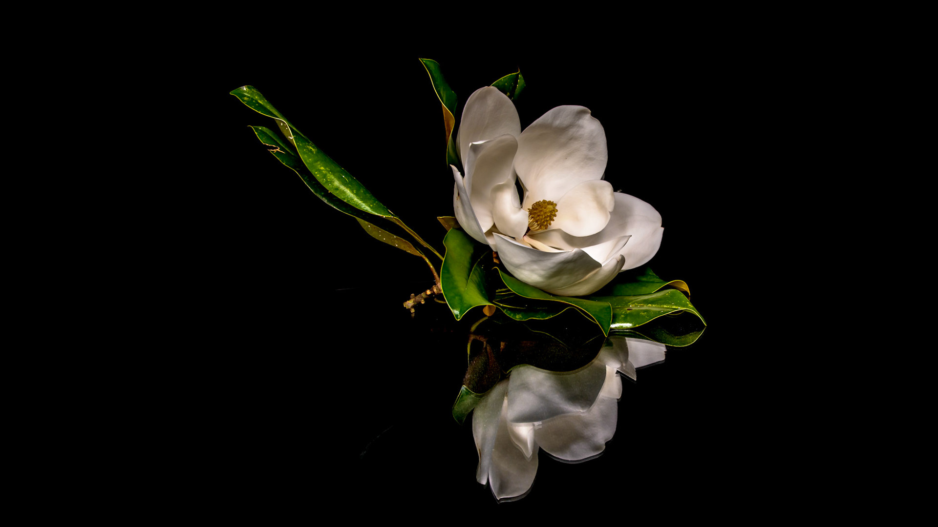 Location:  Bellaire.TX