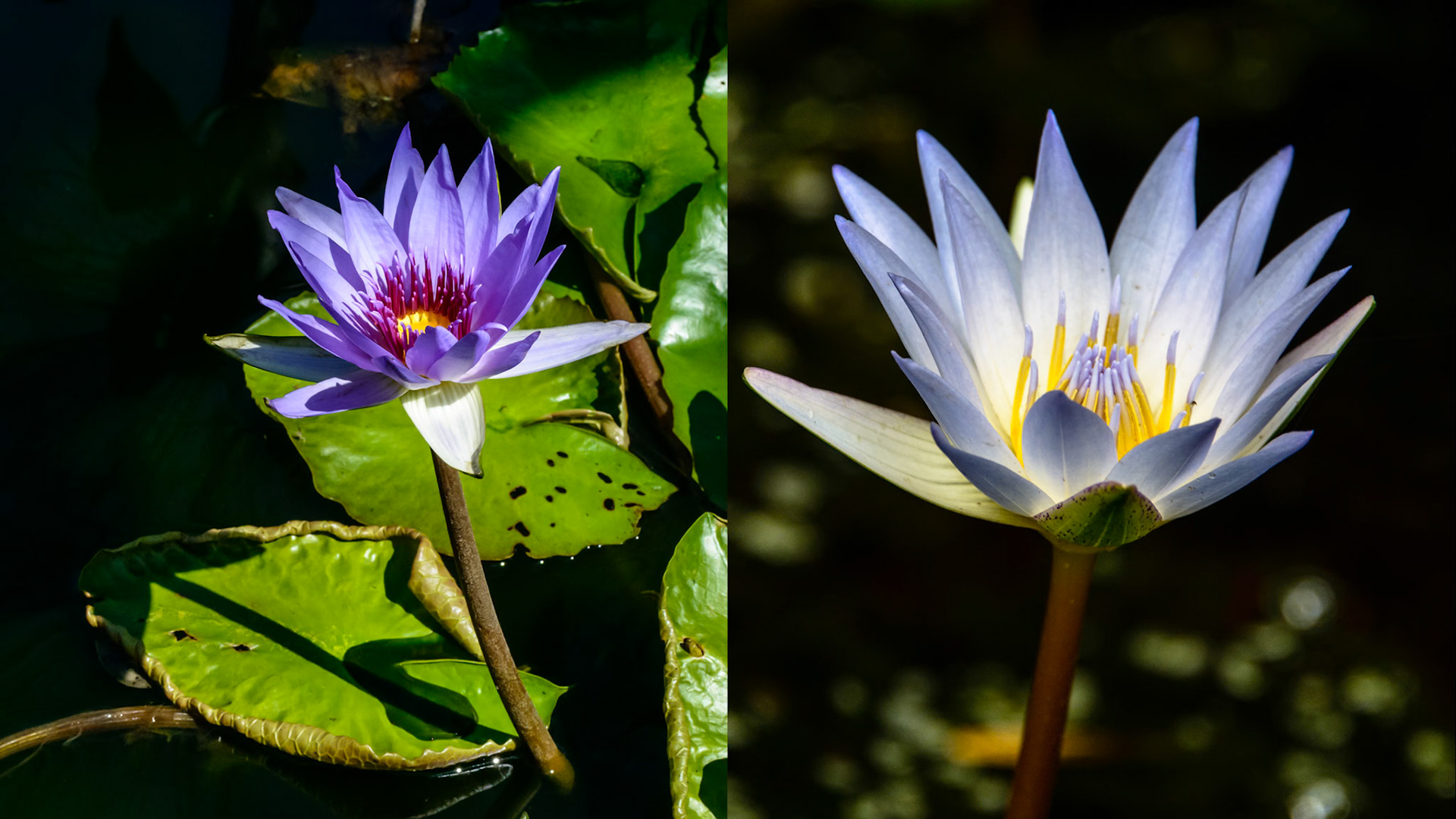 Location: Mercer Arborteum, Harris County, TX