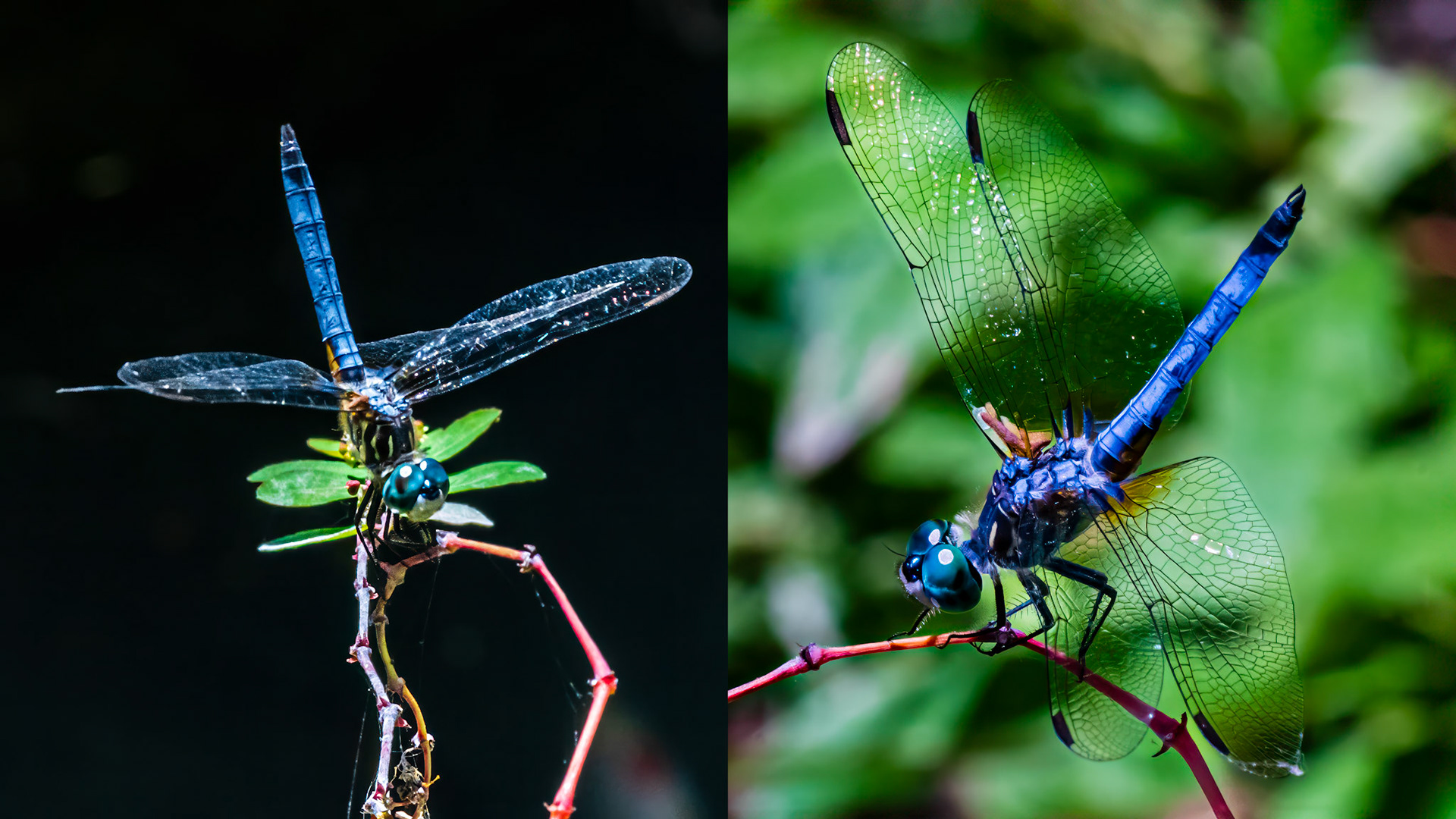 Location: Houston, TX — Malone St. Backyard