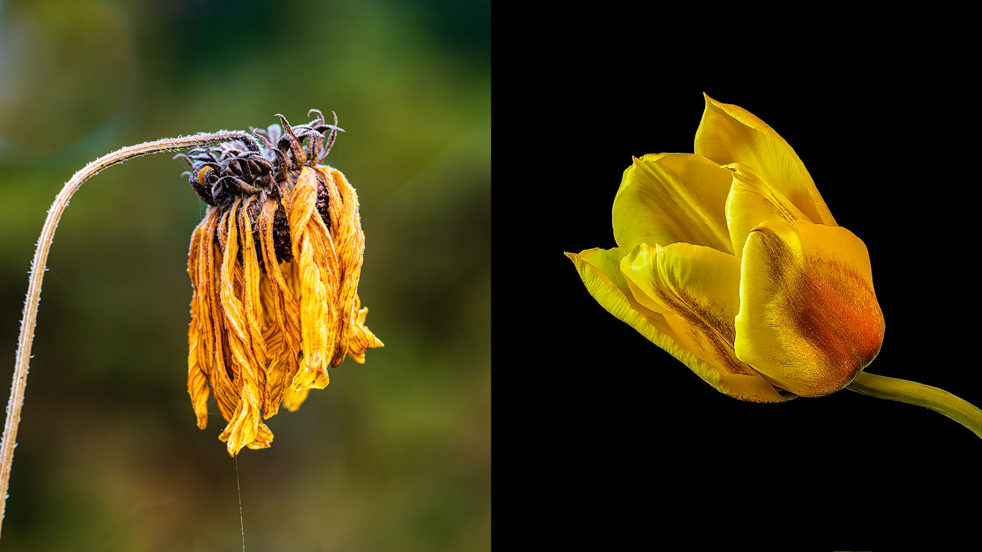 Location: Houston Arboretum, Memorial Park, Houston TX