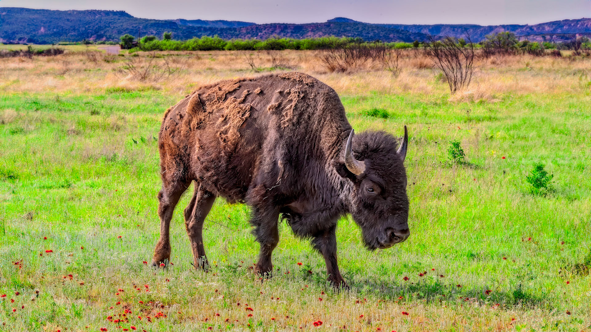 Location: Cap Rock Canyon S.P.