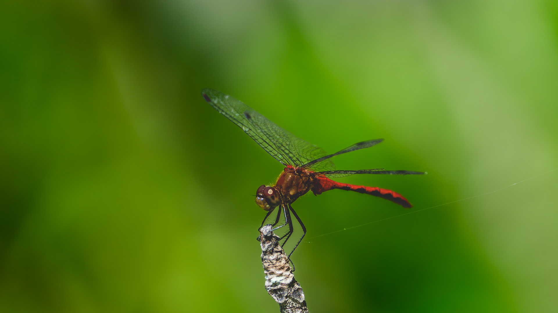 Location: Pandapas Pond, Jefferson National Forest, Montgomery County, Va