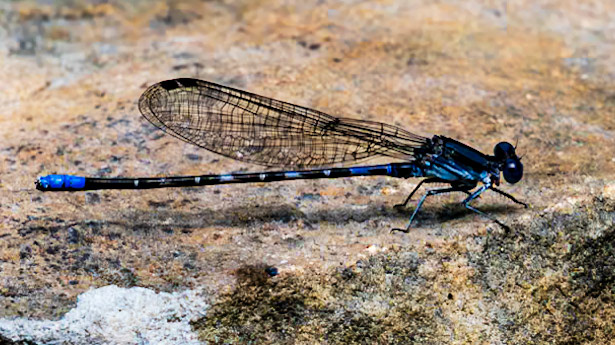 Location: Backyard Pocket Prairie, Malone St.