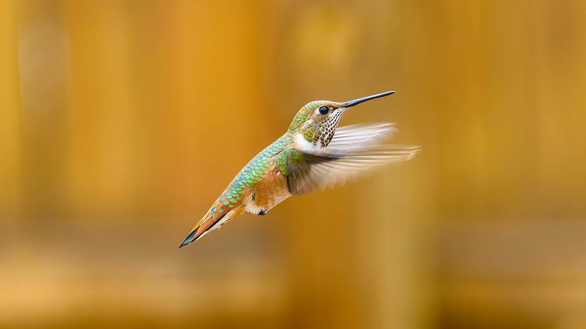 Location:Near El Malpais, Grants, NM