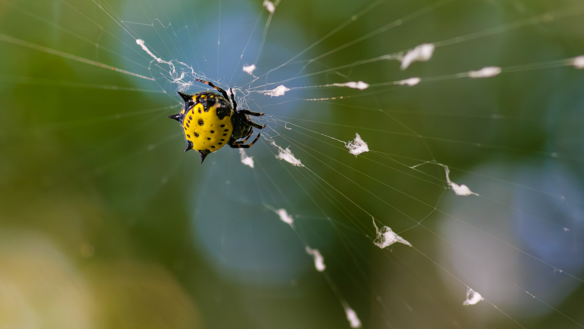 Location: Houston Arboretum, Memorial Park, Houston TX.