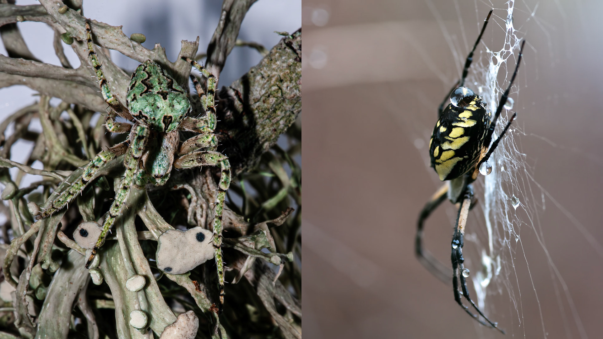 Location: Thompson Valley, Tazewell County, Va.