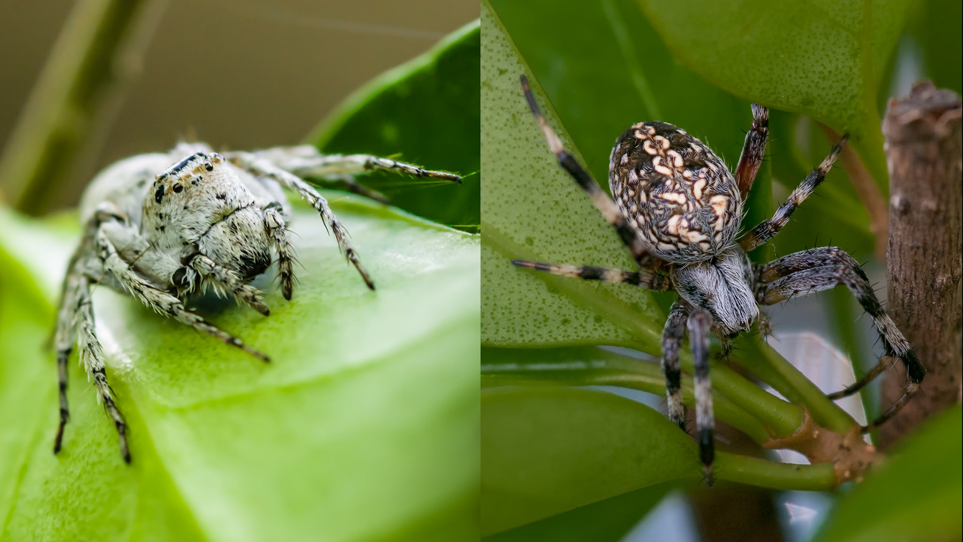 Location: Bellaire, TX