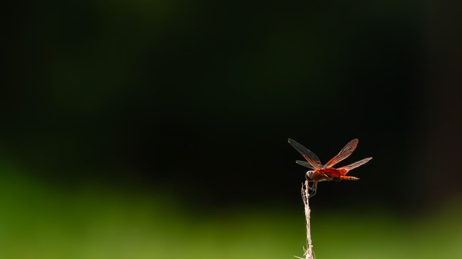 Houston Arboretum, Memorial Park, Houston TX.