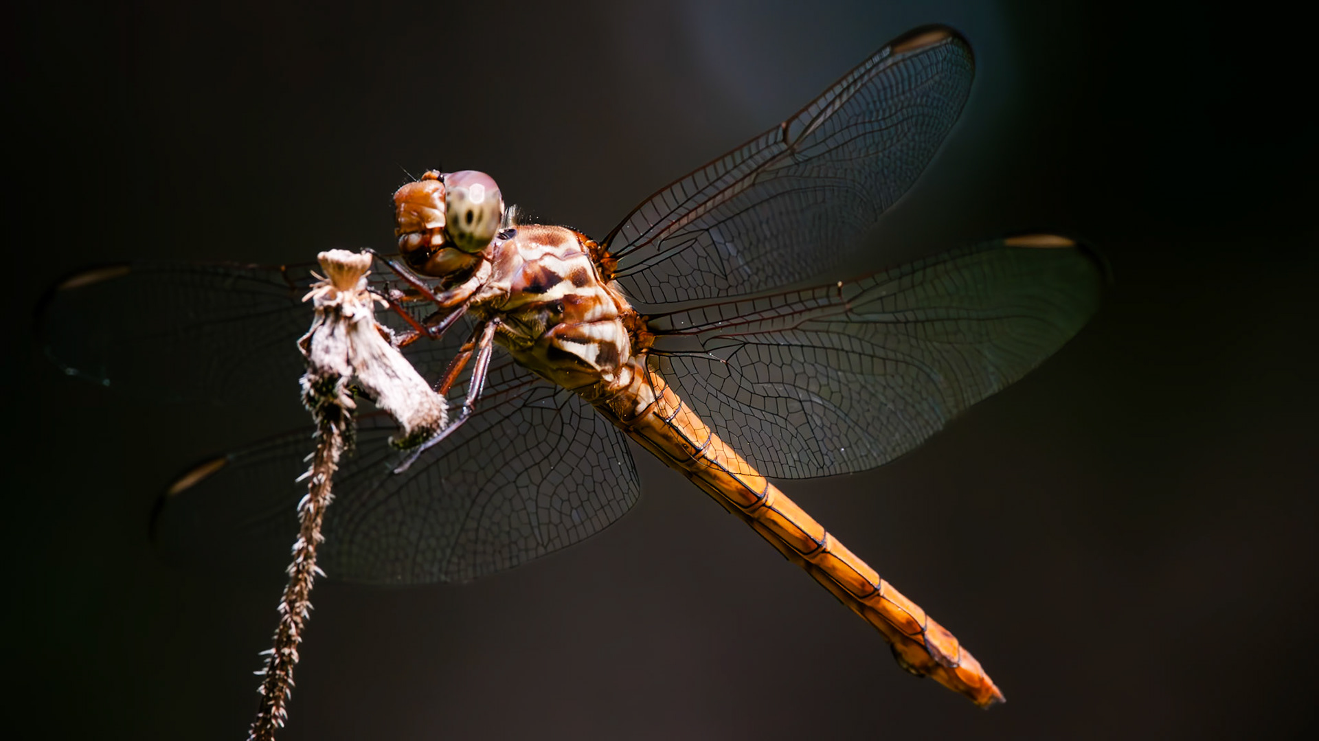 Orthemis ferruginea - Roseate Skimmer (imm)