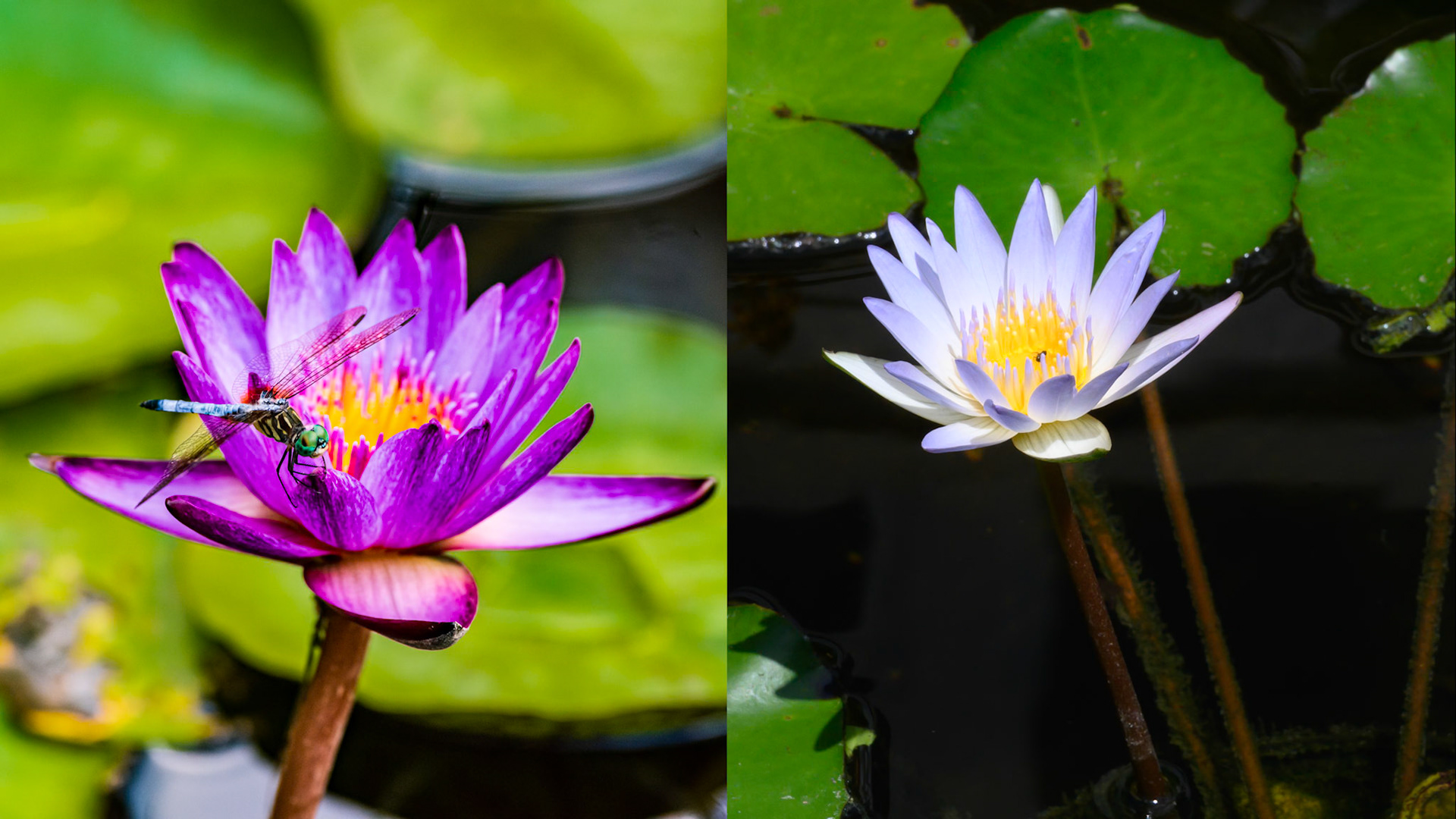 Location: Houston, TX — Malone St. Backyard