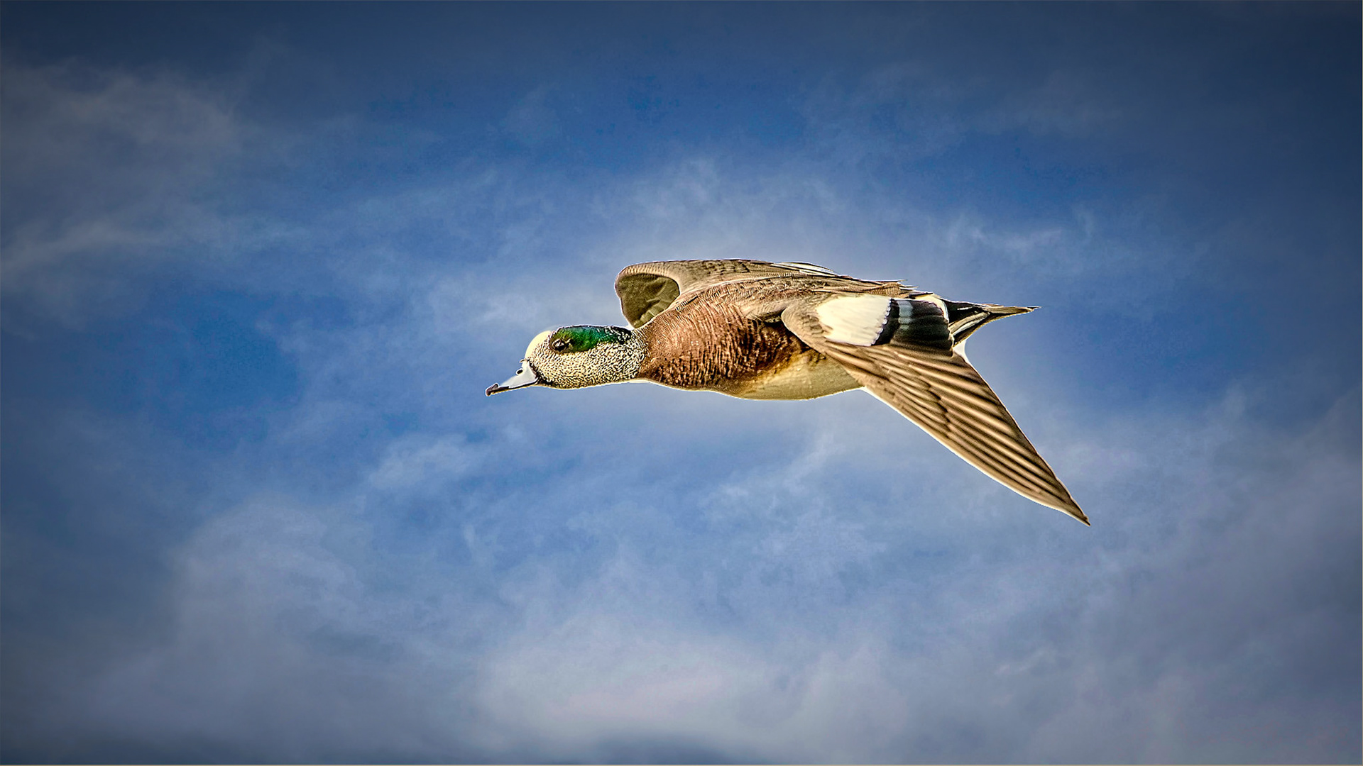Location: Houston, TX — Malone St. Backyard
