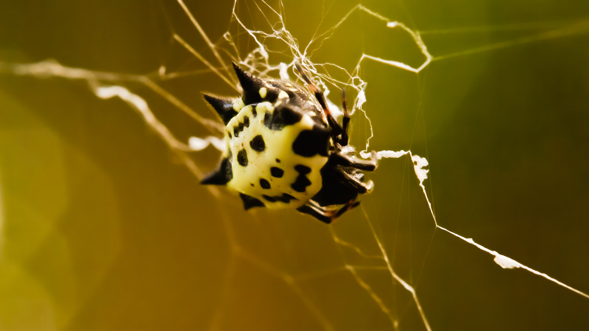 SpinyBacked Orbweaver