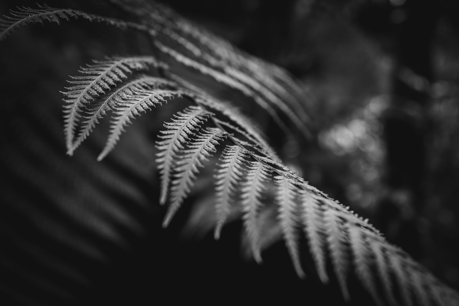 Plant in black and white
