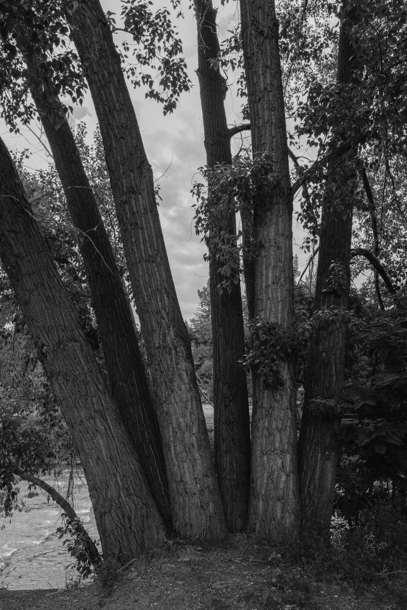 Round trip walk of the entire Animas River Trail in Durango, CO. I started early morning at the northern trailhead, Oxbow Park and Preserve, and walked south until reaching the end at Dallabetta Park. It took me about 3 hours to walk the 8.3 miles to the end before turning around to head back to Oxbow Park.