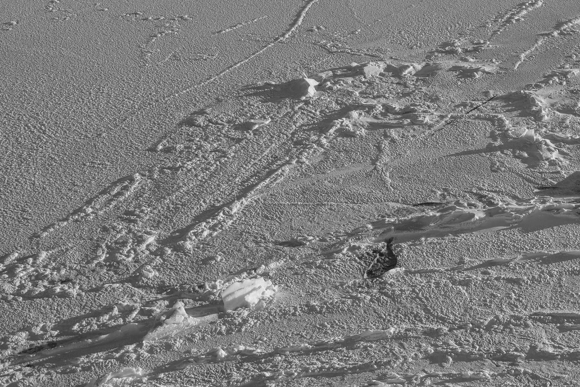 Outline of a seal in the snow