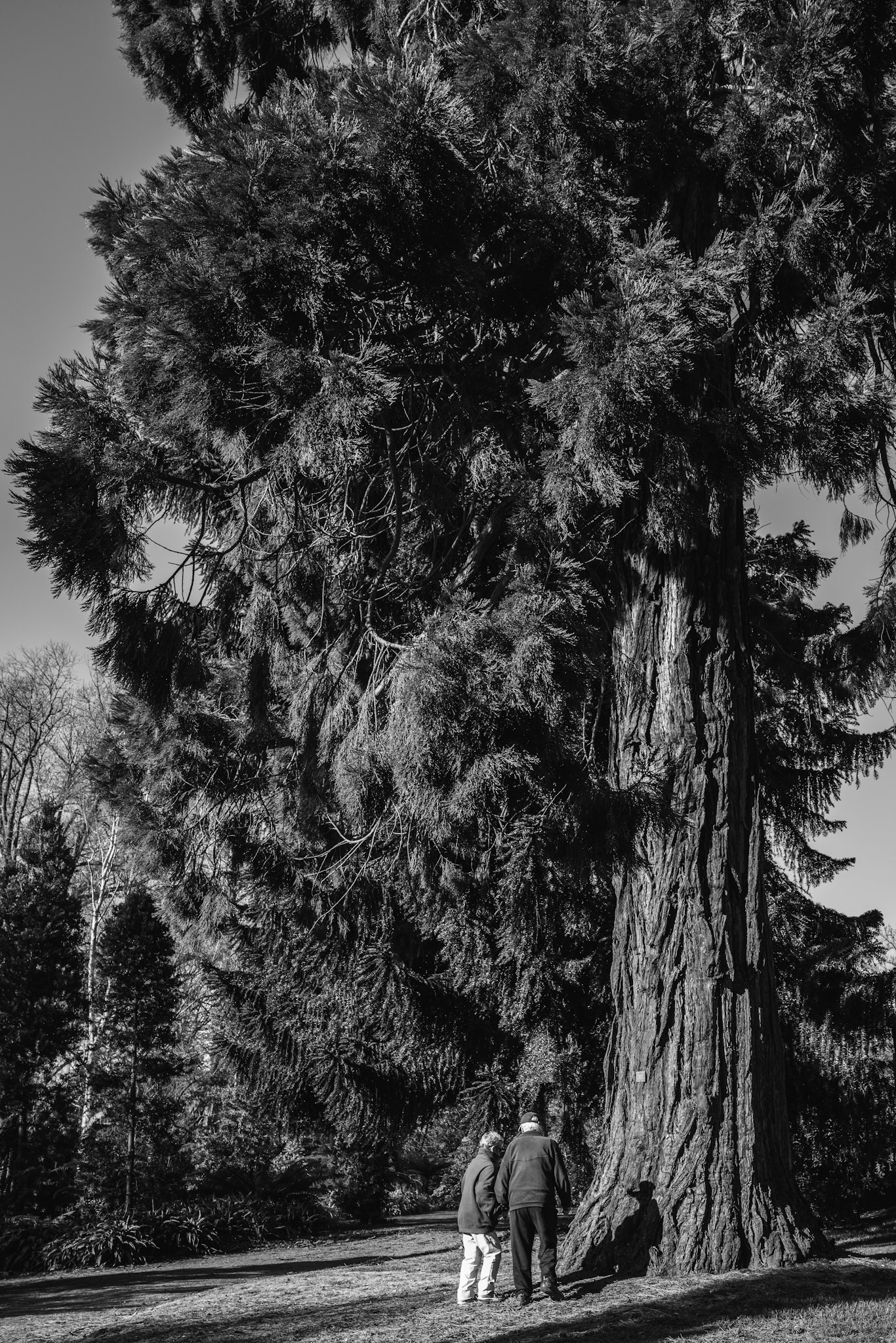 A couple looking at a large tree