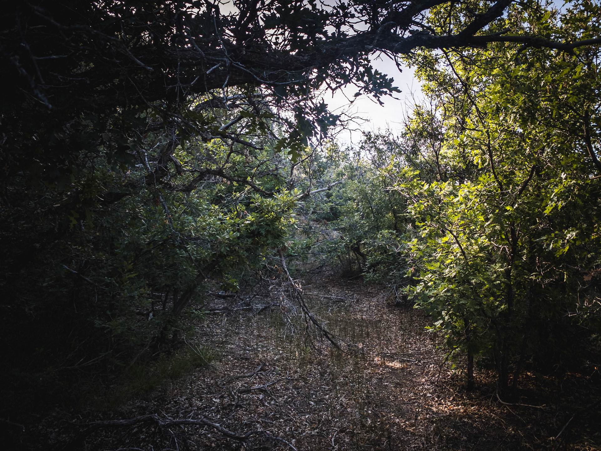 Doing a hike up to Perins Peak the other day and stumbled upon the original route for the Boston Coal &amp; Fuel Railroad. The old path is seldom walked and overgrown in many areas, I saw no footprints along the way. The railroad was dismantled in 1927 after the mine closed.  The established trail to Perins Peak follows the old route for a while before splitting off and heading to the mine.