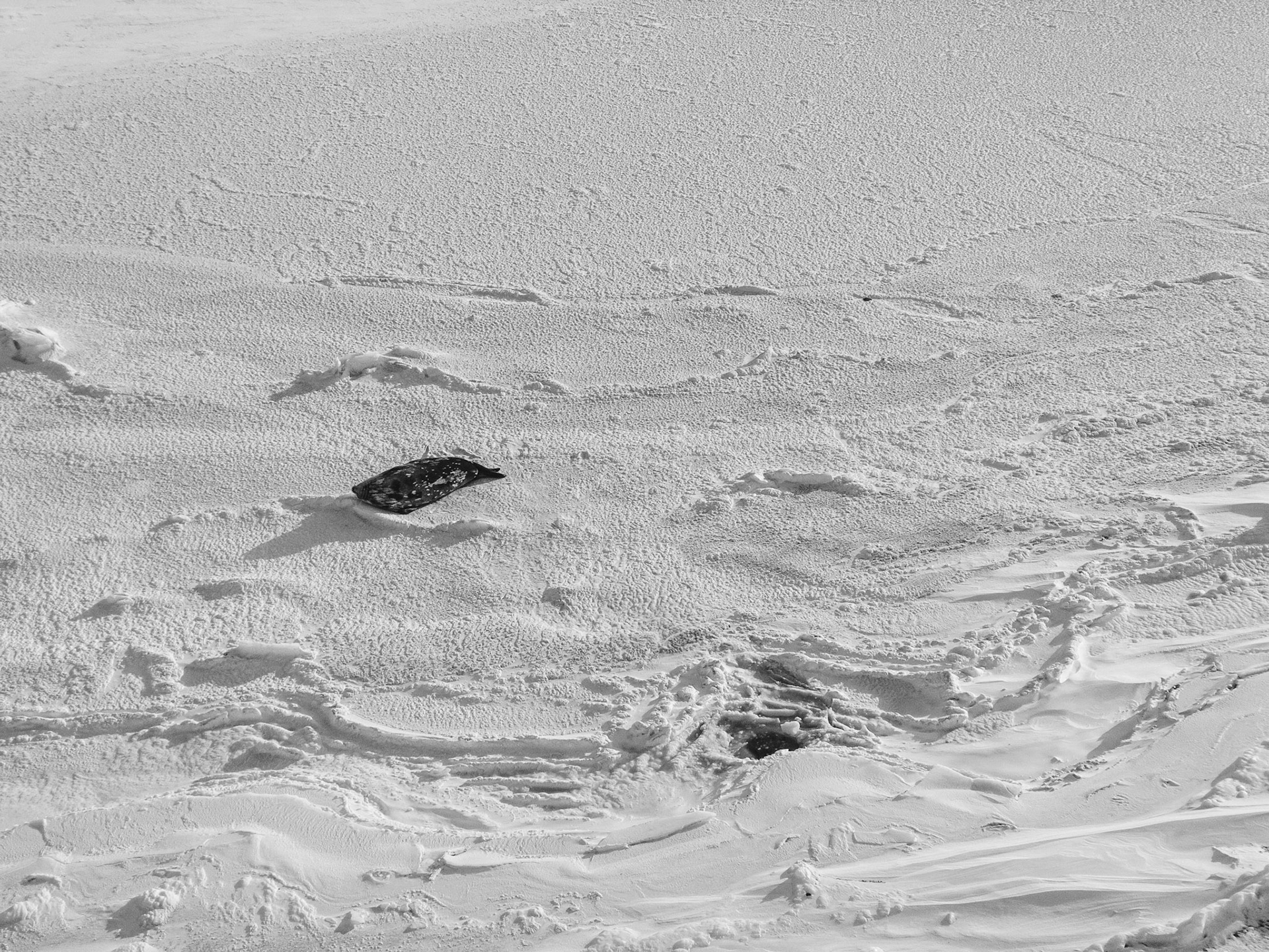 A seal out laying on the sea ice near Scott's Hut at Hut Point