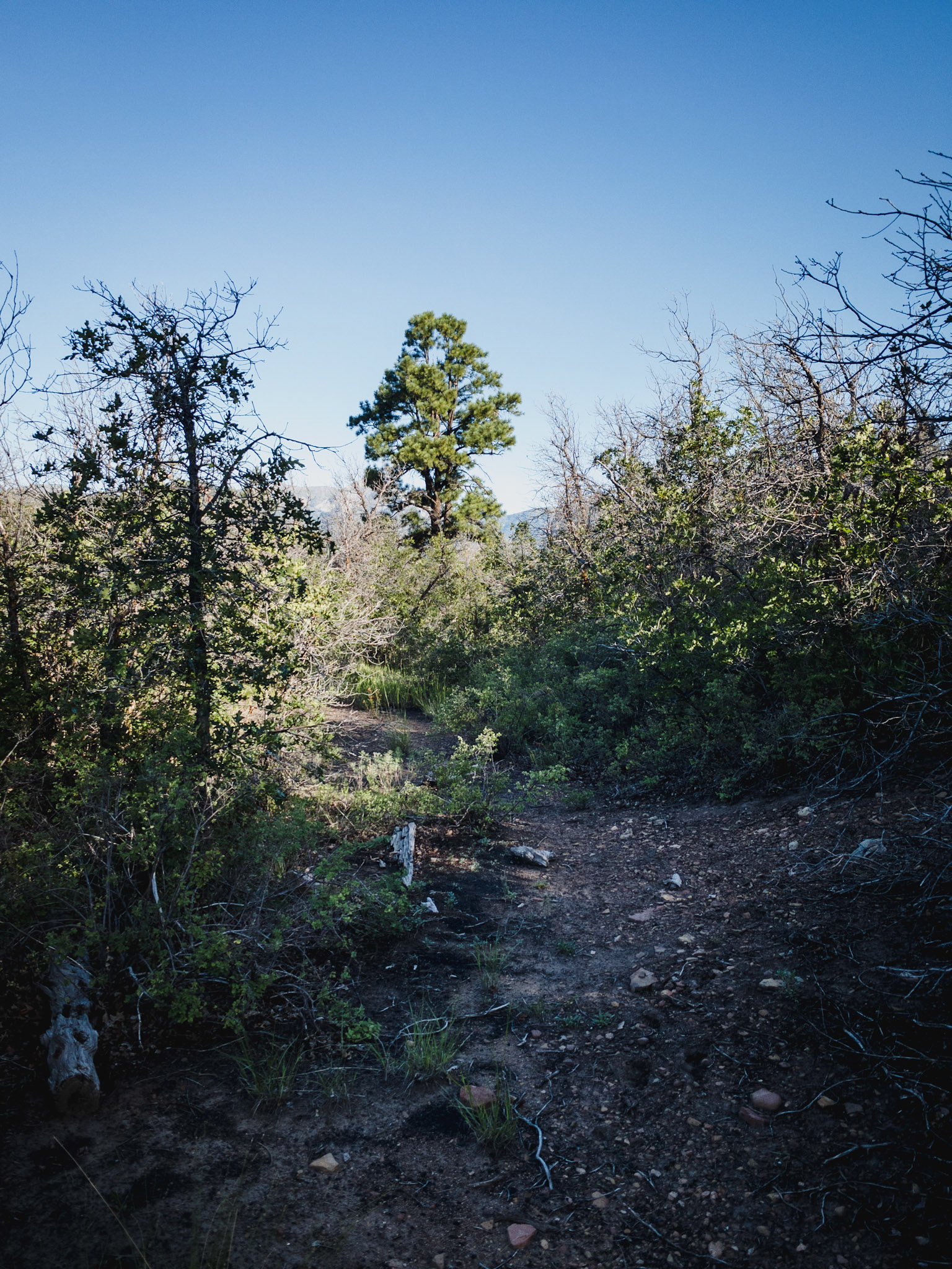 Doing a hike up to Perins Peak the other day and stumbled upon the original route for the Boston Coal &amp; Fuel Railroad. The old path is seldom walked and overgrown in many areas, I saw no footprints along the way. The railroad was dismantled in 1927 after the mine closed.  The established trail to Perins Peak follows the old route for a while before splitting off and heading to the mine.