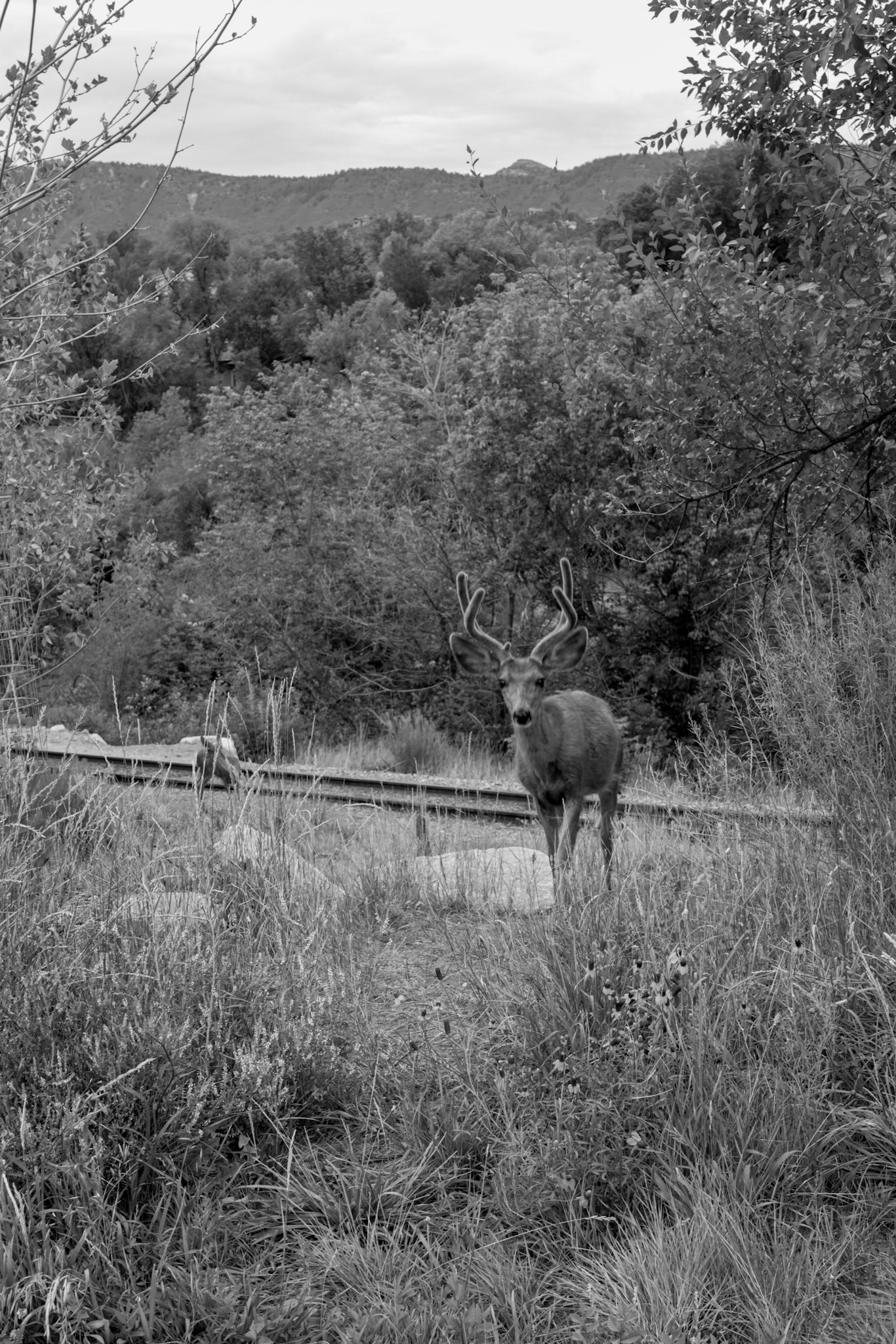Round trip walk of the entire Animas River Trail in Durango, CO. I started early morning at the northern trailhead, Oxbow Park and Preserve, and walked south until reaching the end at Dallabetta Park. It took me about 3 hours to walk the 8.3 miles to the end before turning around to head back to Oxbow Park.