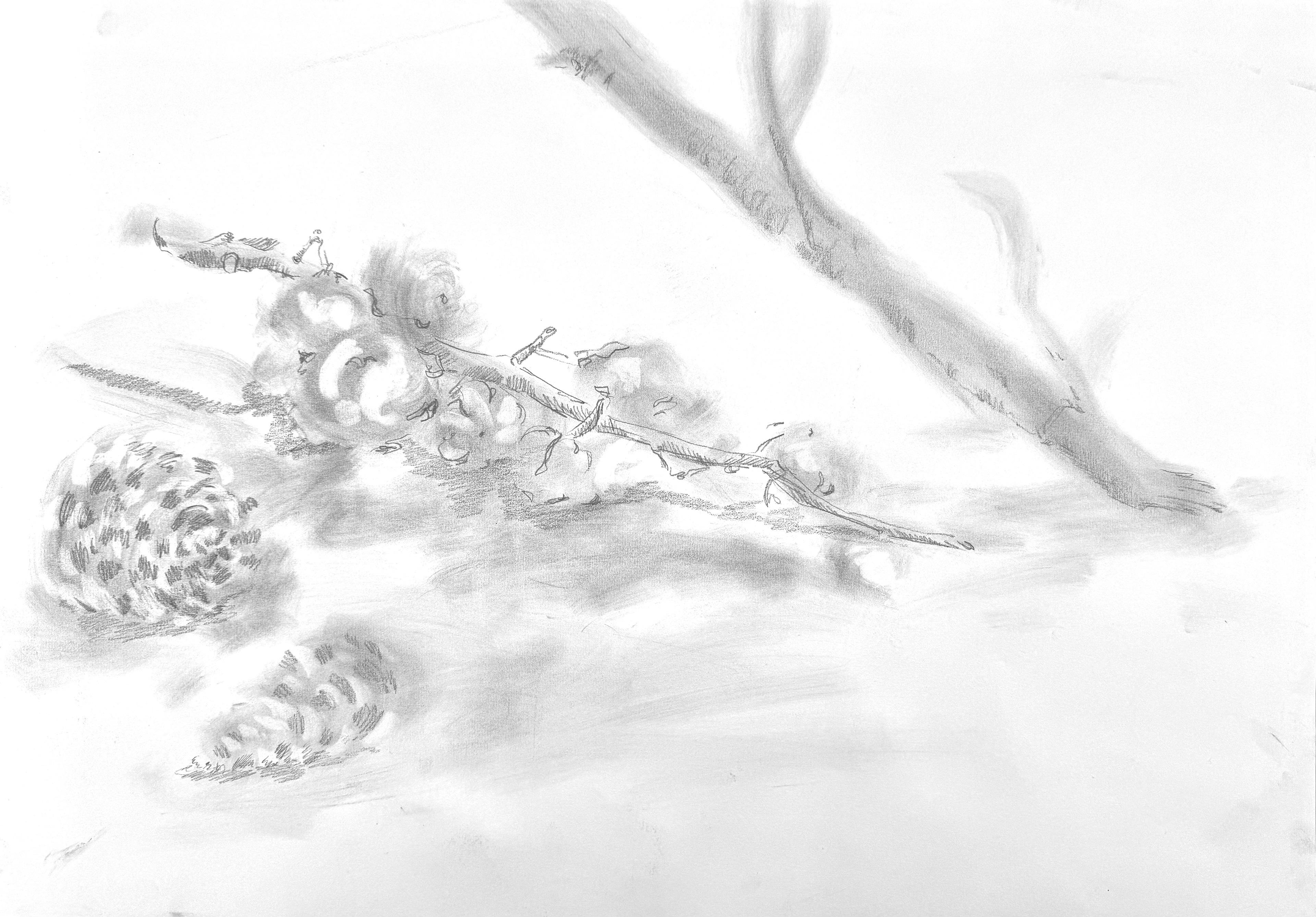 graphite and graphite powder on paper, 42 x 59.4 cm