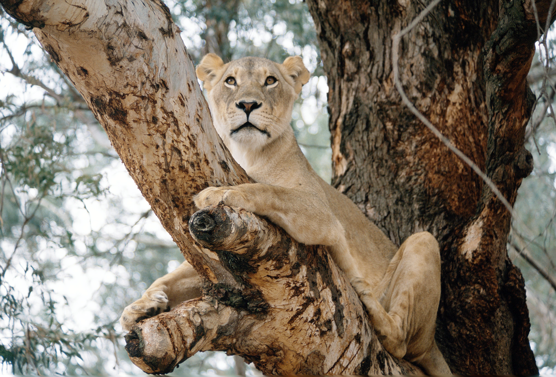 Lion Queen - South Africa
