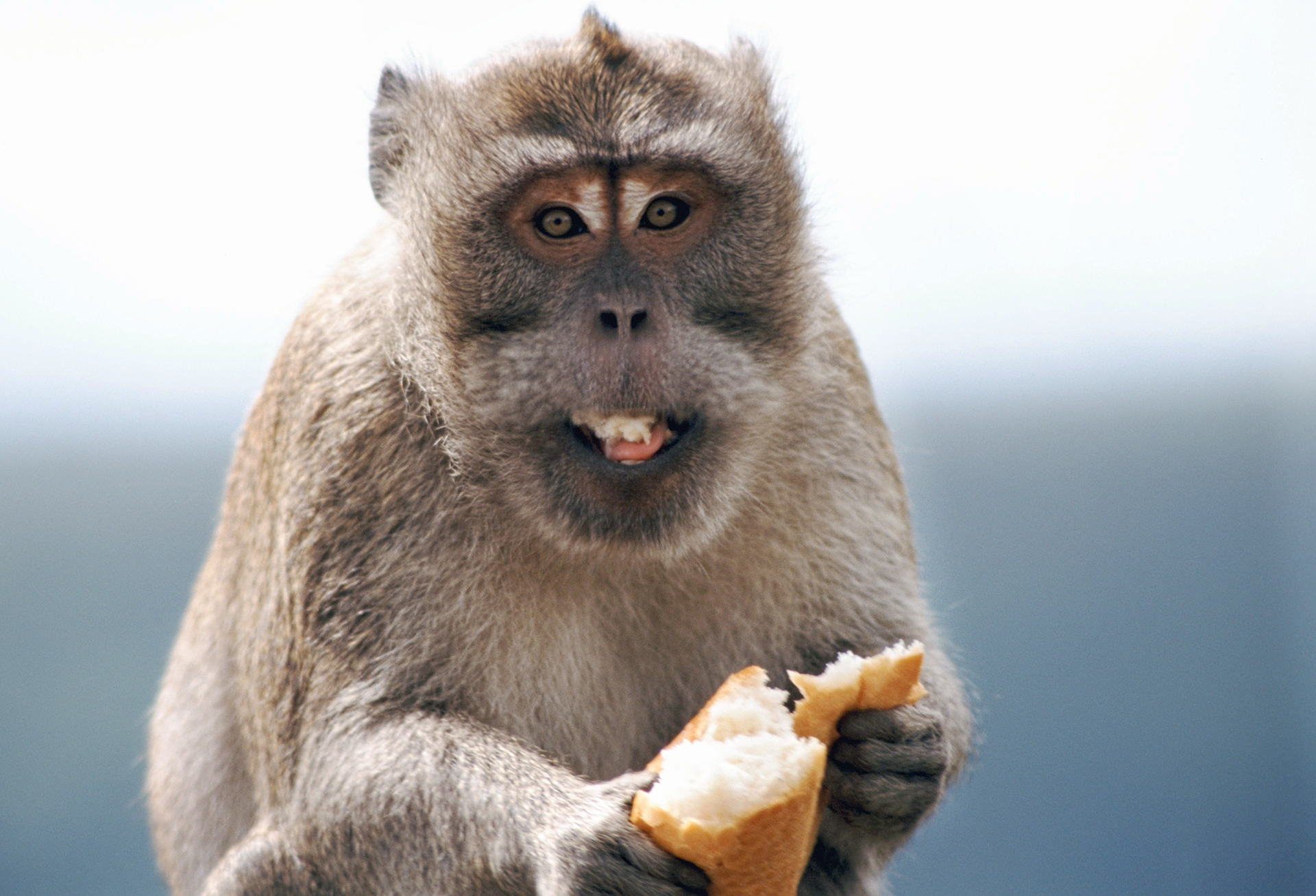 Munching in Mauritius