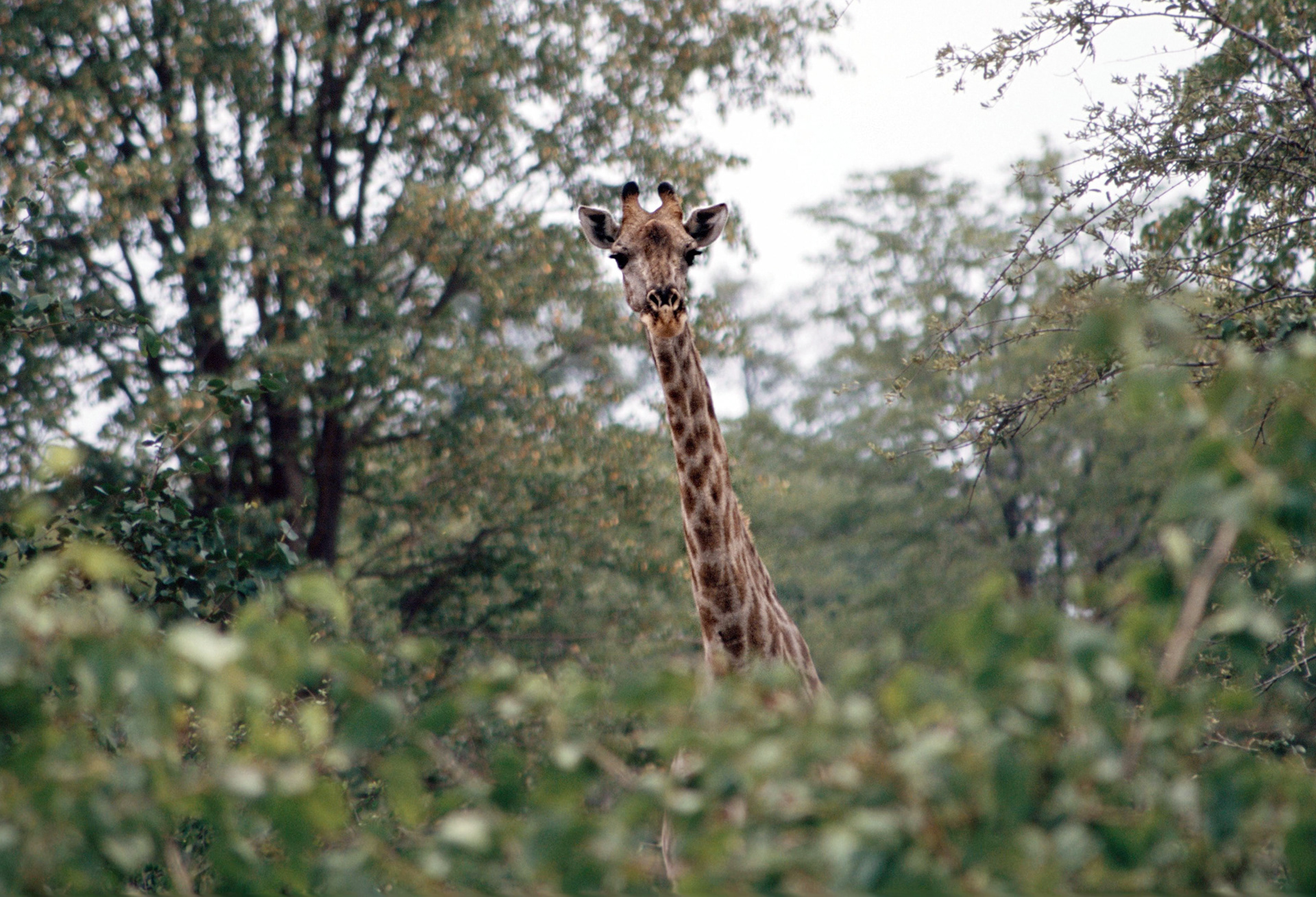 Peek-a-Boo - Zambia