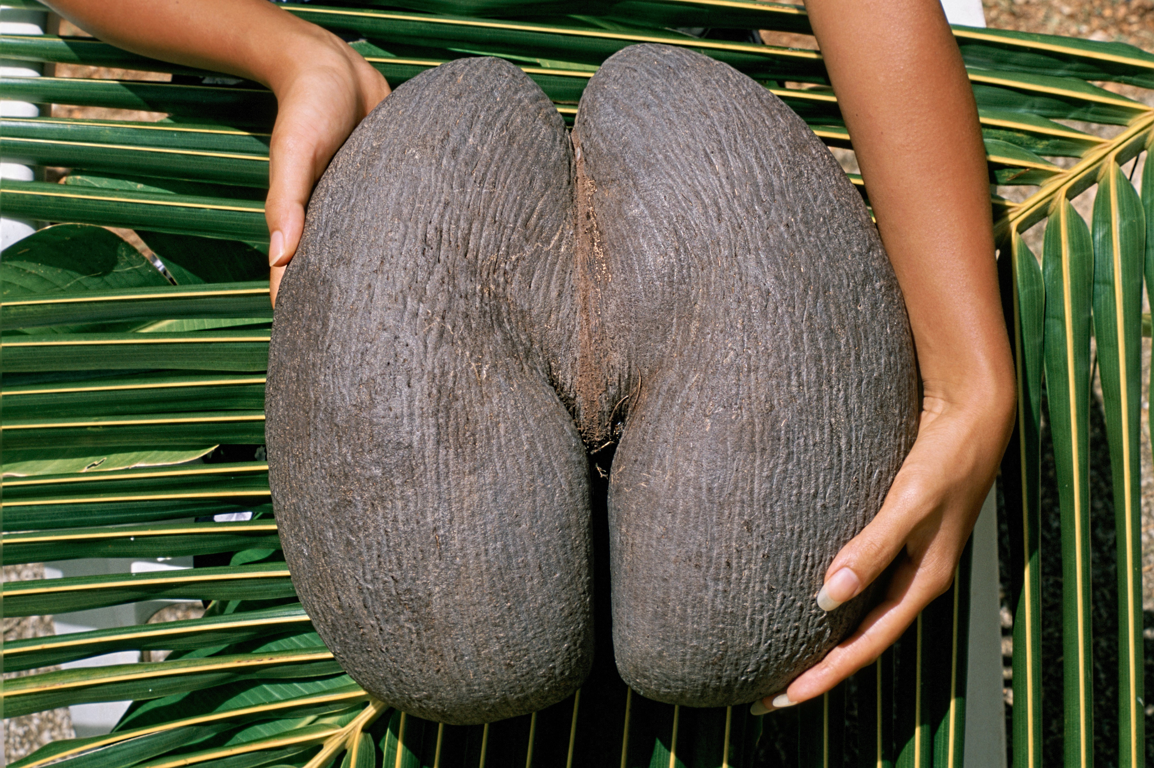 Seychelles Coco-De-Mer - Largest seed in the world