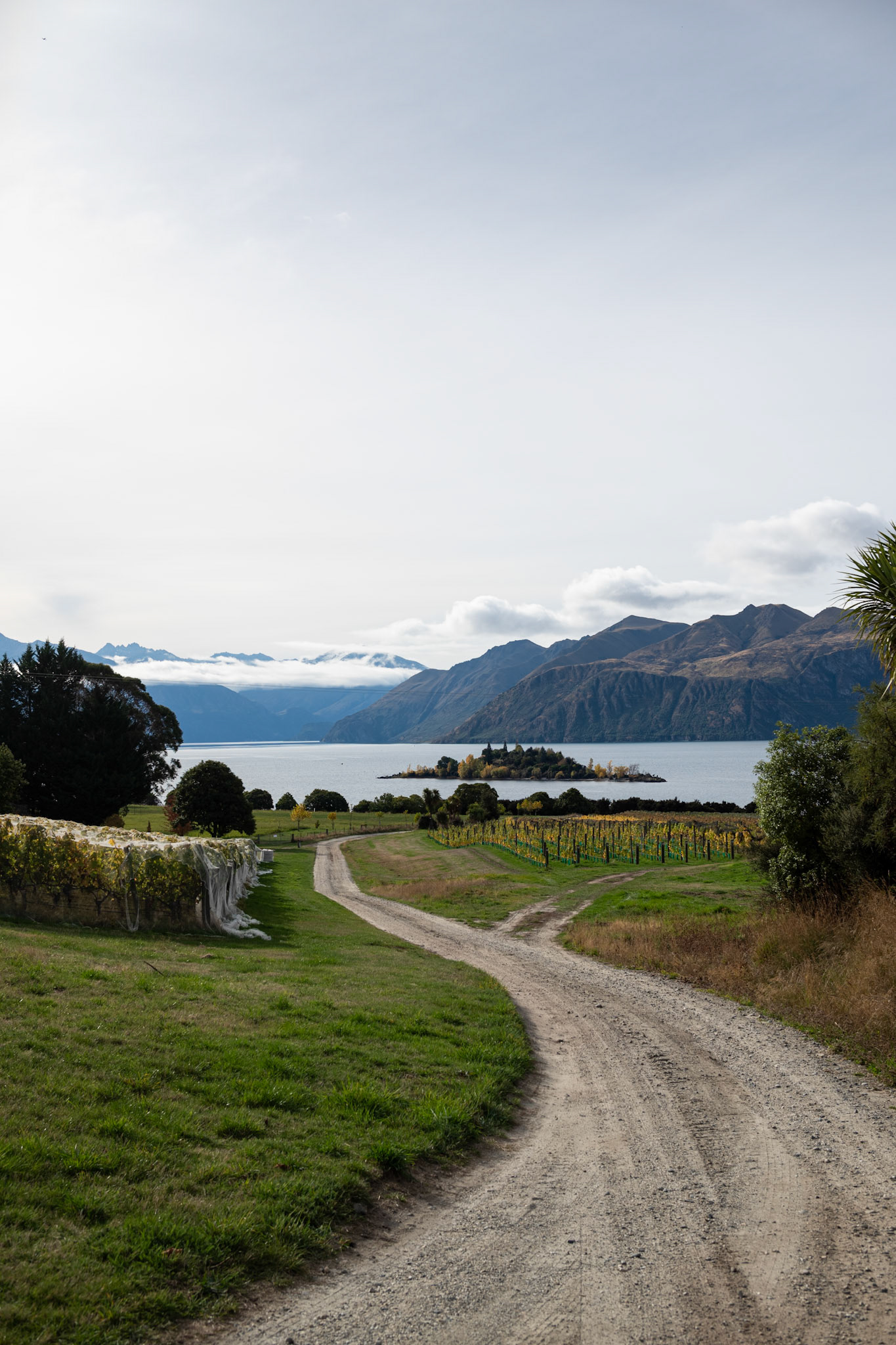 Rippon Vineyard