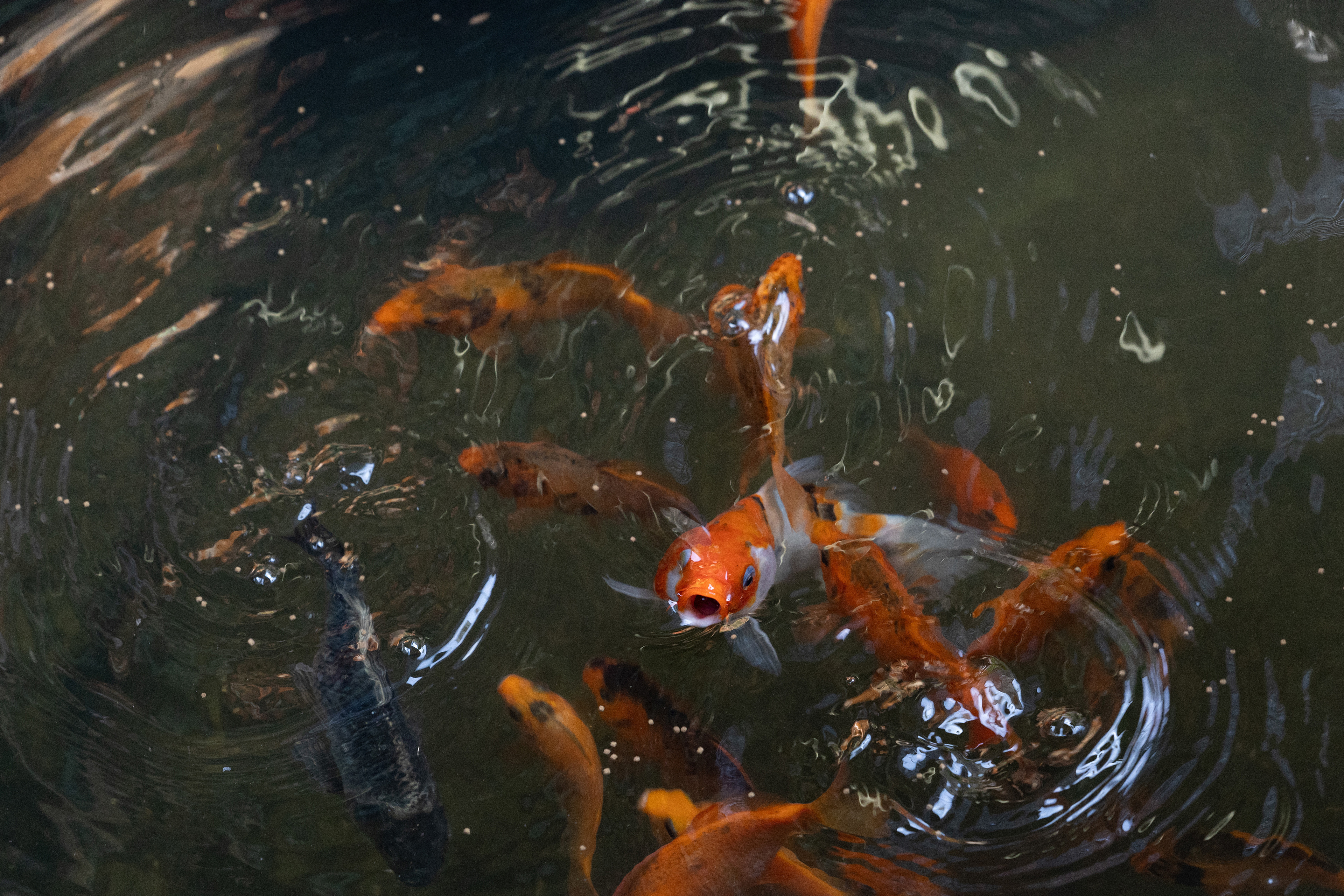Koi fish eat food pellets in a private, manmade pond on Con Ho island, an eco-tourism spot in Vietnam on Sunday, January 12, 2025. The fish often live 15-30 years in captivity, with some documented at over 100 years old, though in the wild they look much different and can be expected to live to about 10 years.
