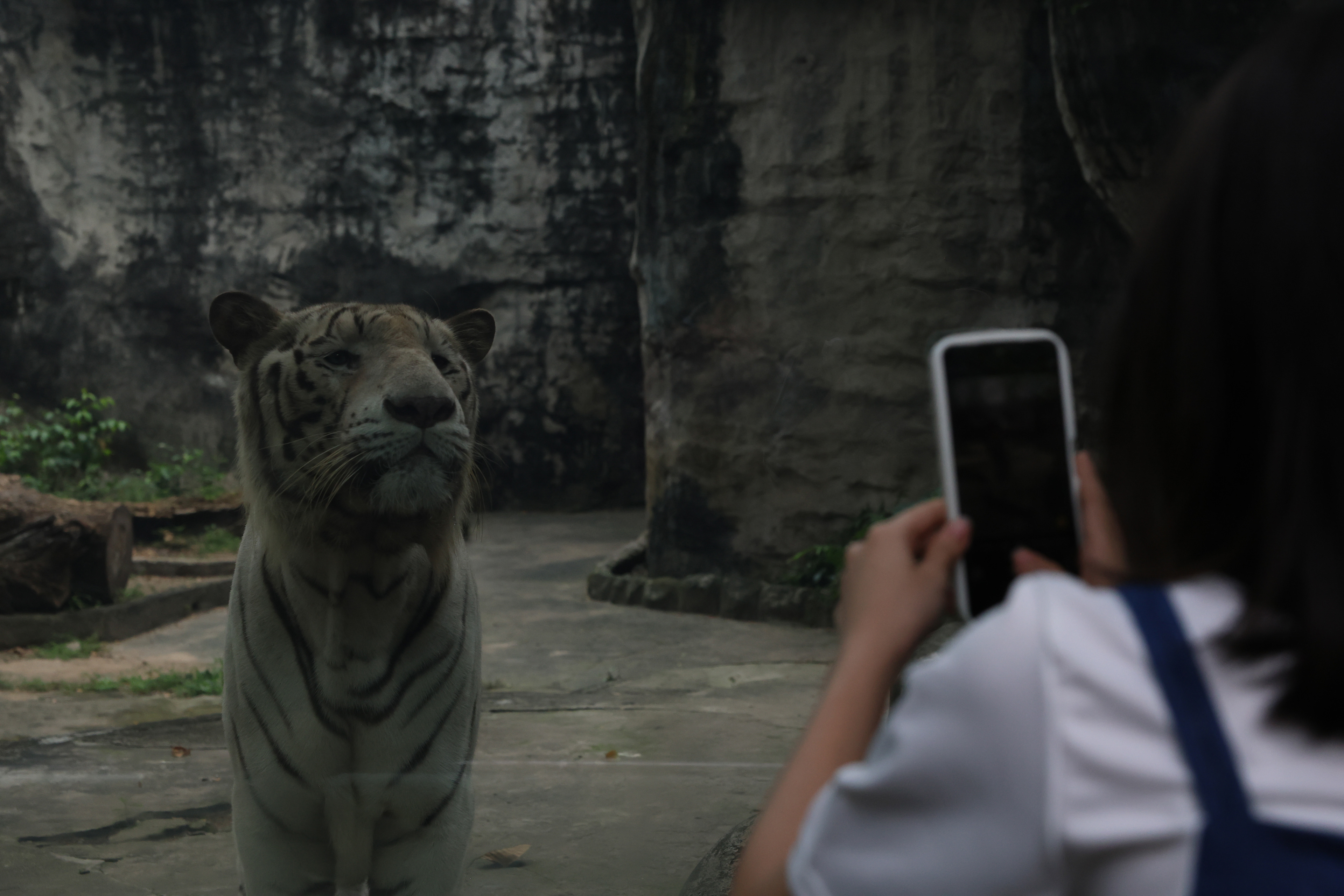 A woman takes a picture of a white tiger at the Saigon Zoo and Botanical Gardens in Ho Chi Minh City, Vietnam on Wednesday, Jan. 1, 2025. The zoo is one of the oldest continuously operating zoos in the world, with a ticket priced at 2 USD for adults. The zoo is accredited by the World Association of Zoos and Aquariums, though concerns have been raised online about the proper treatment of their animals.