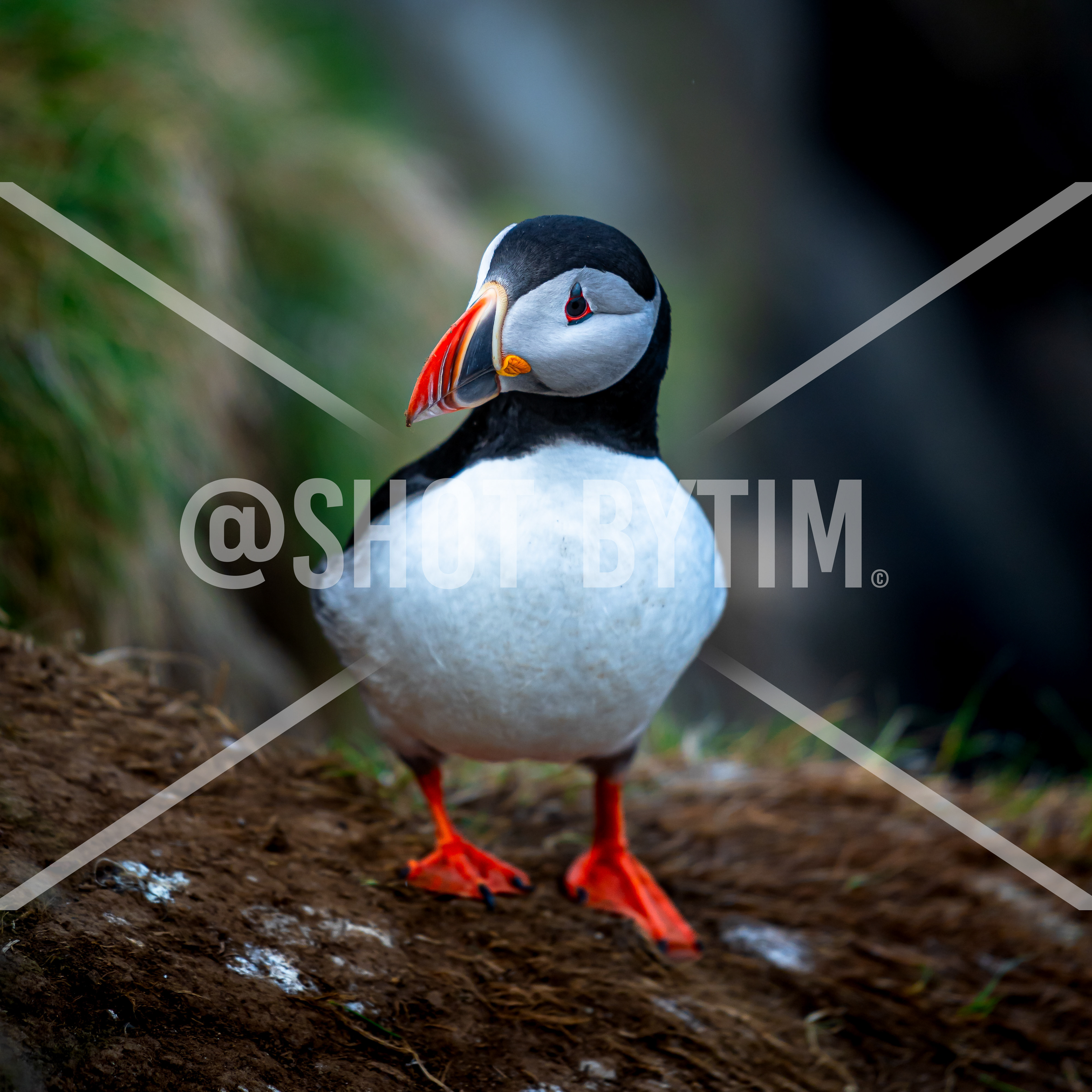 Puffin