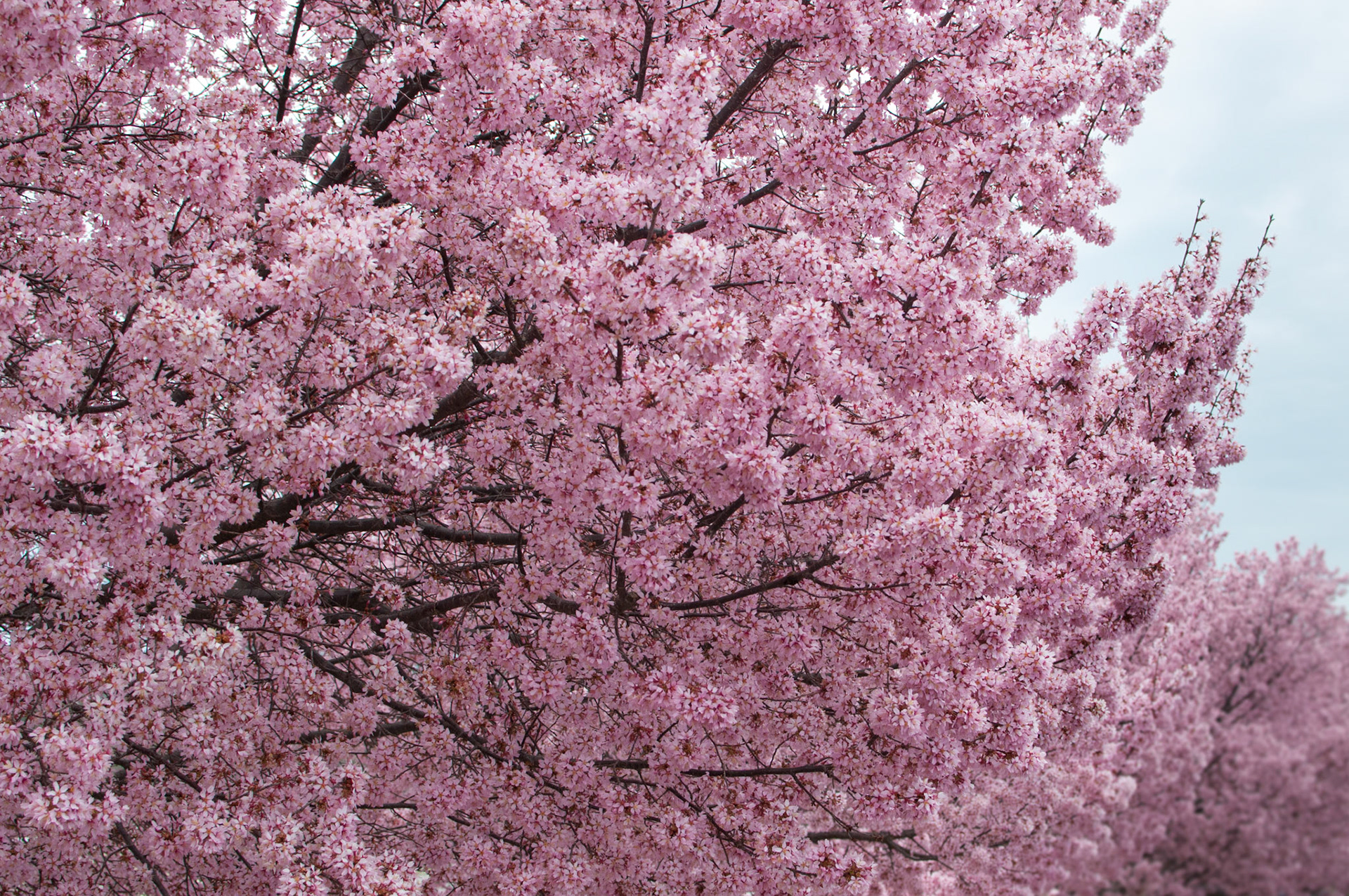 Photo taken from my trip in USA in spring 2015.