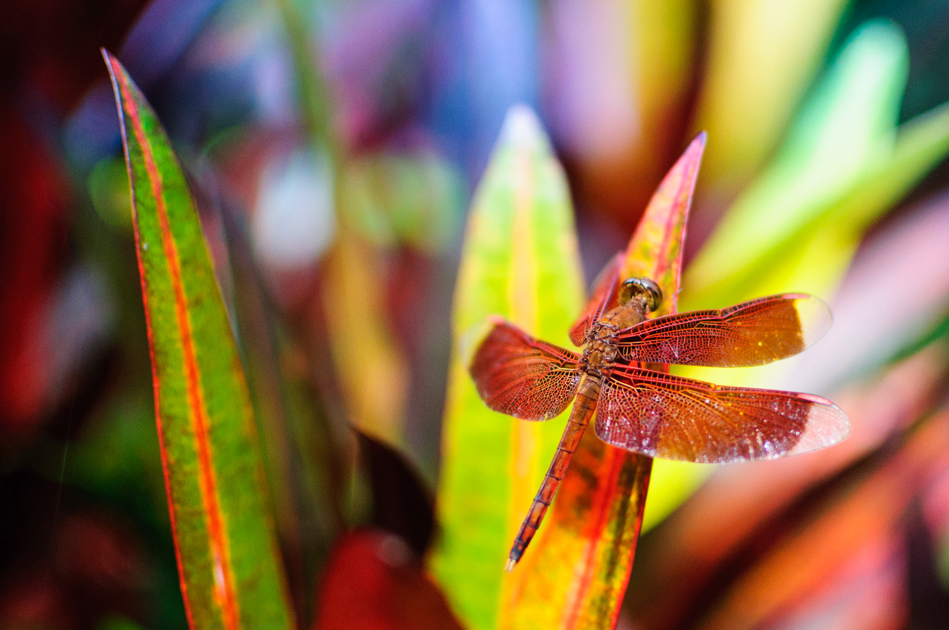 Dragonfly
