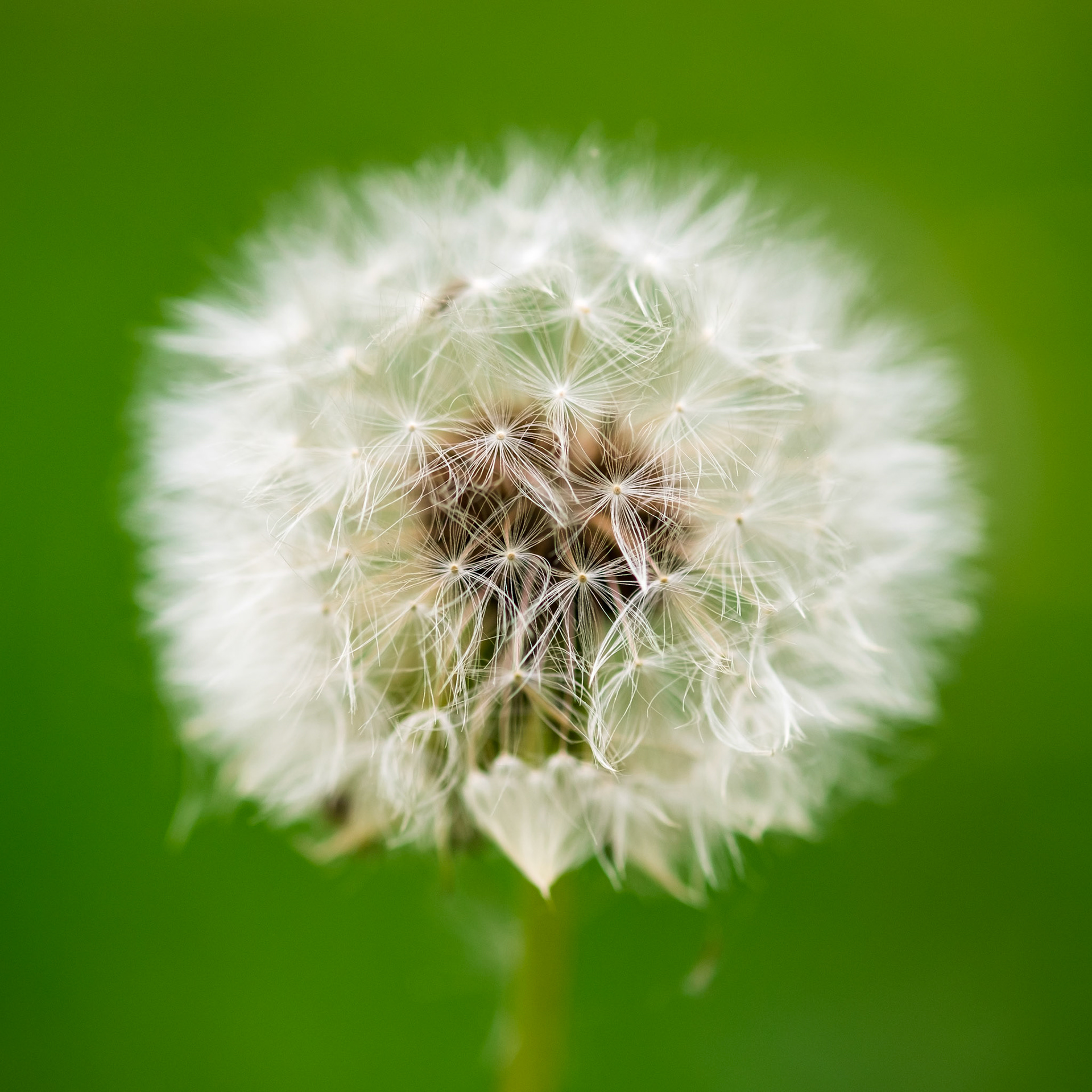 <strong><a href="https://www.instagram.com/topcao/" target="_blank">You can also visit my Instagram page</a></strong>